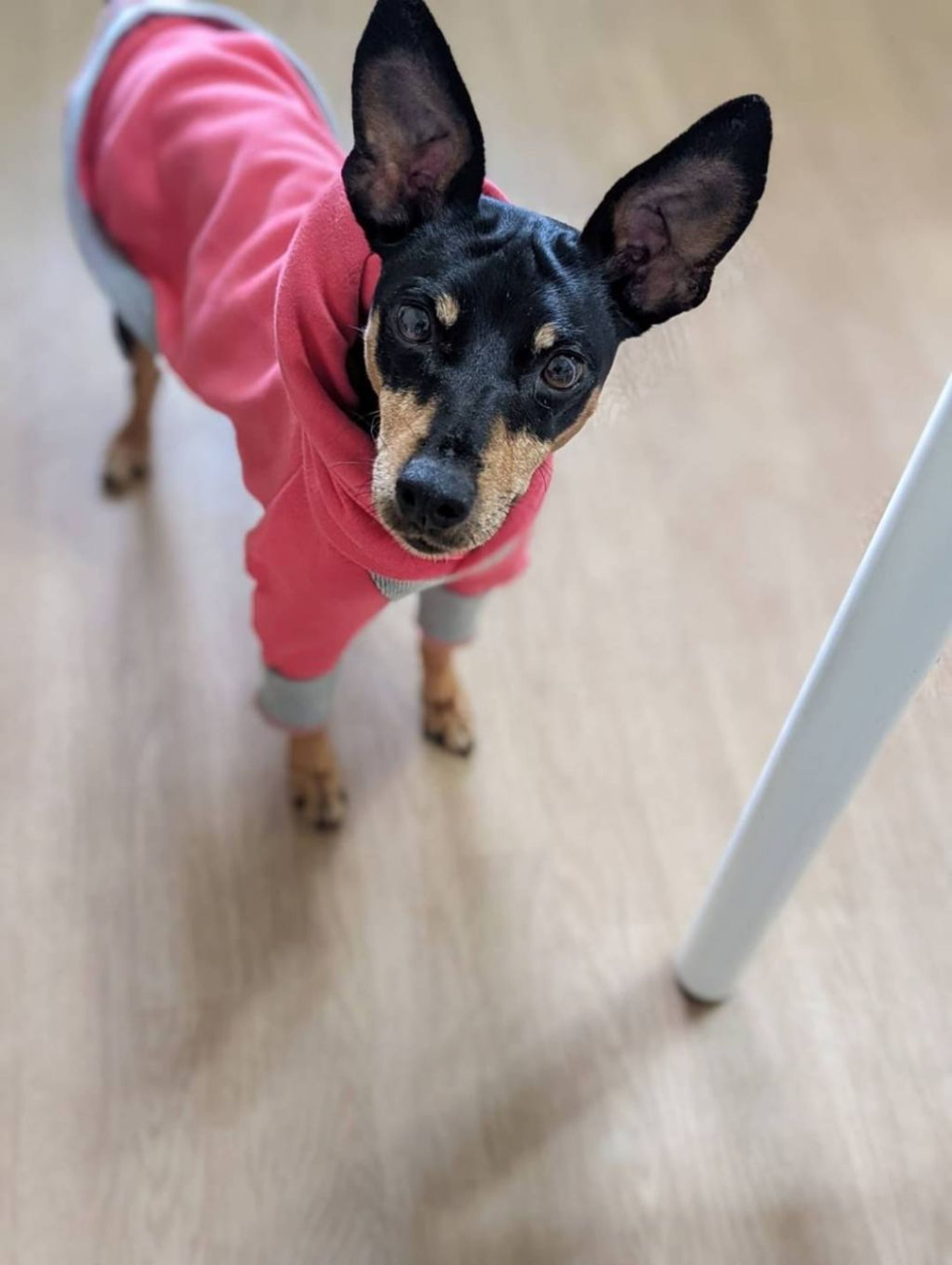 pet-image-3