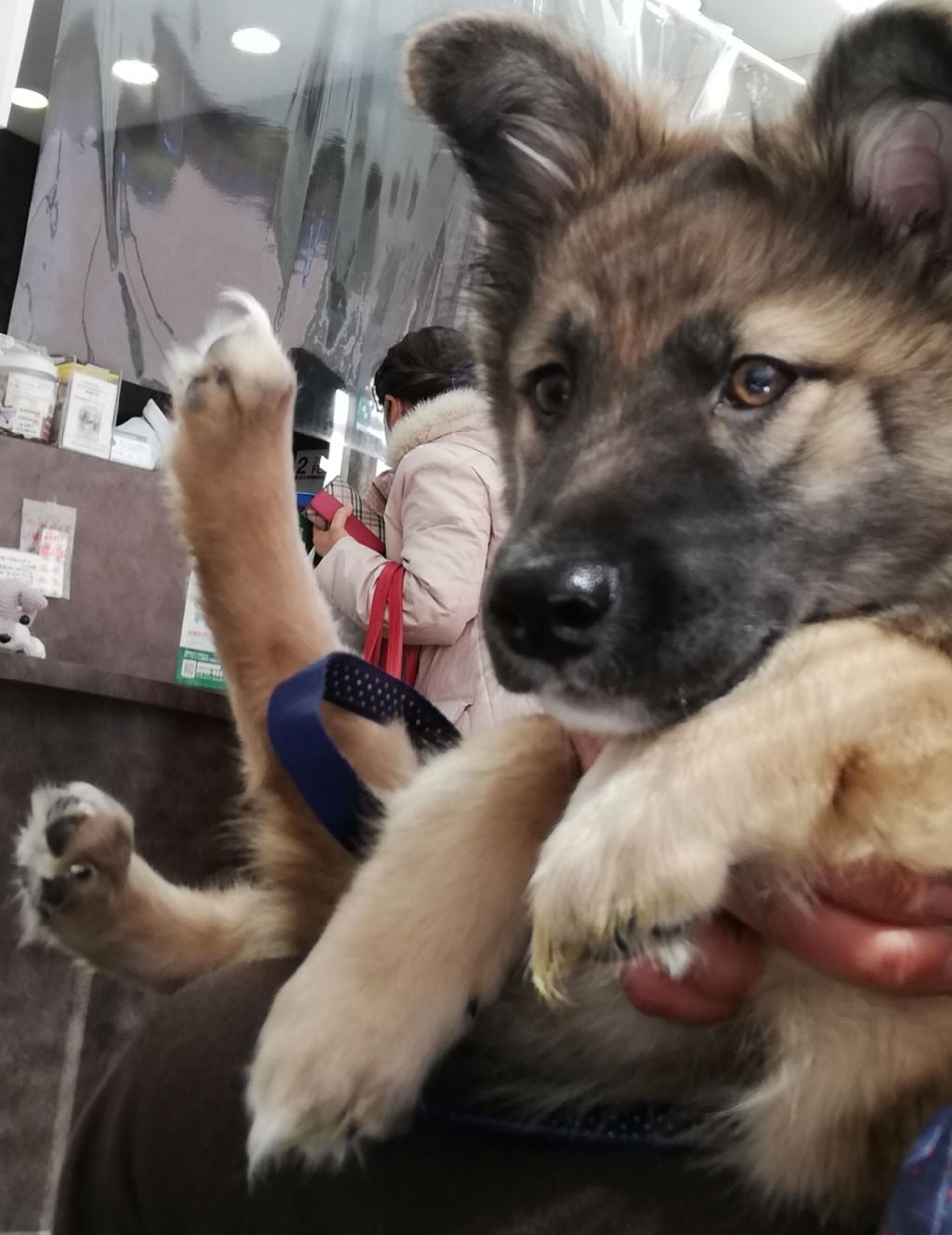 雑種（ミックス犬）・オスの里親募集の写真