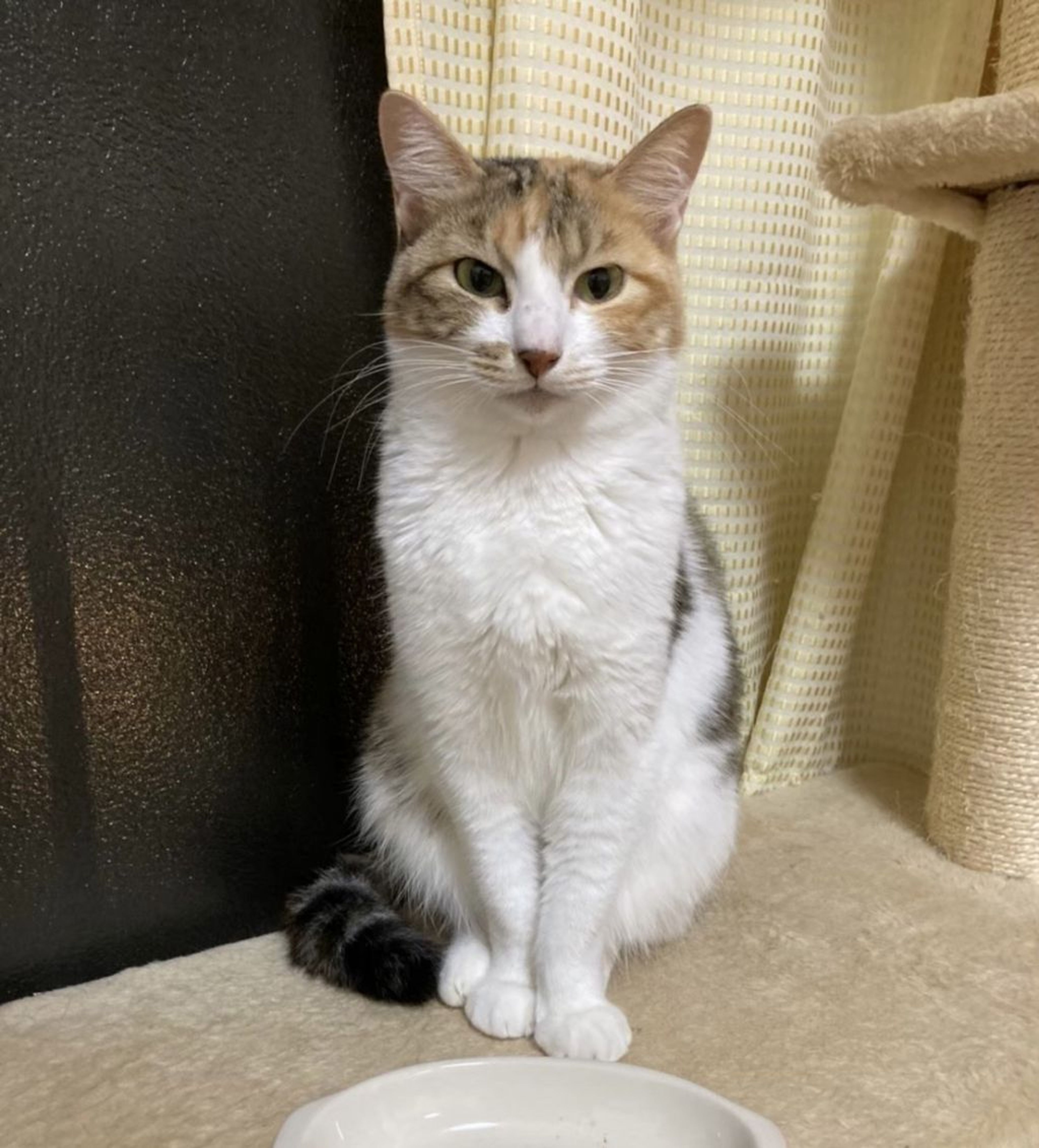 雑種（ミックス猫）・メスの里親募集の写真