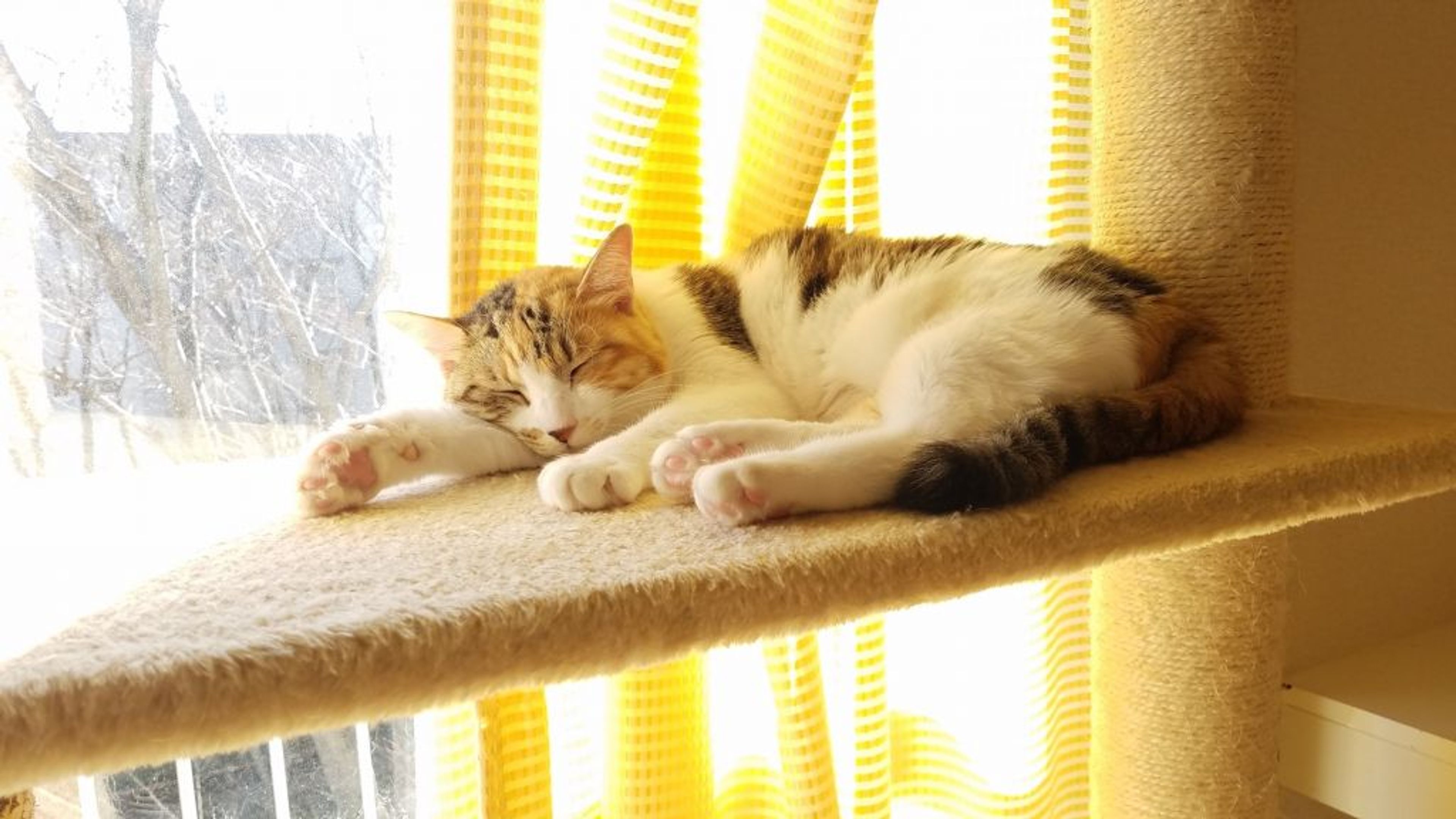 pet-image-2