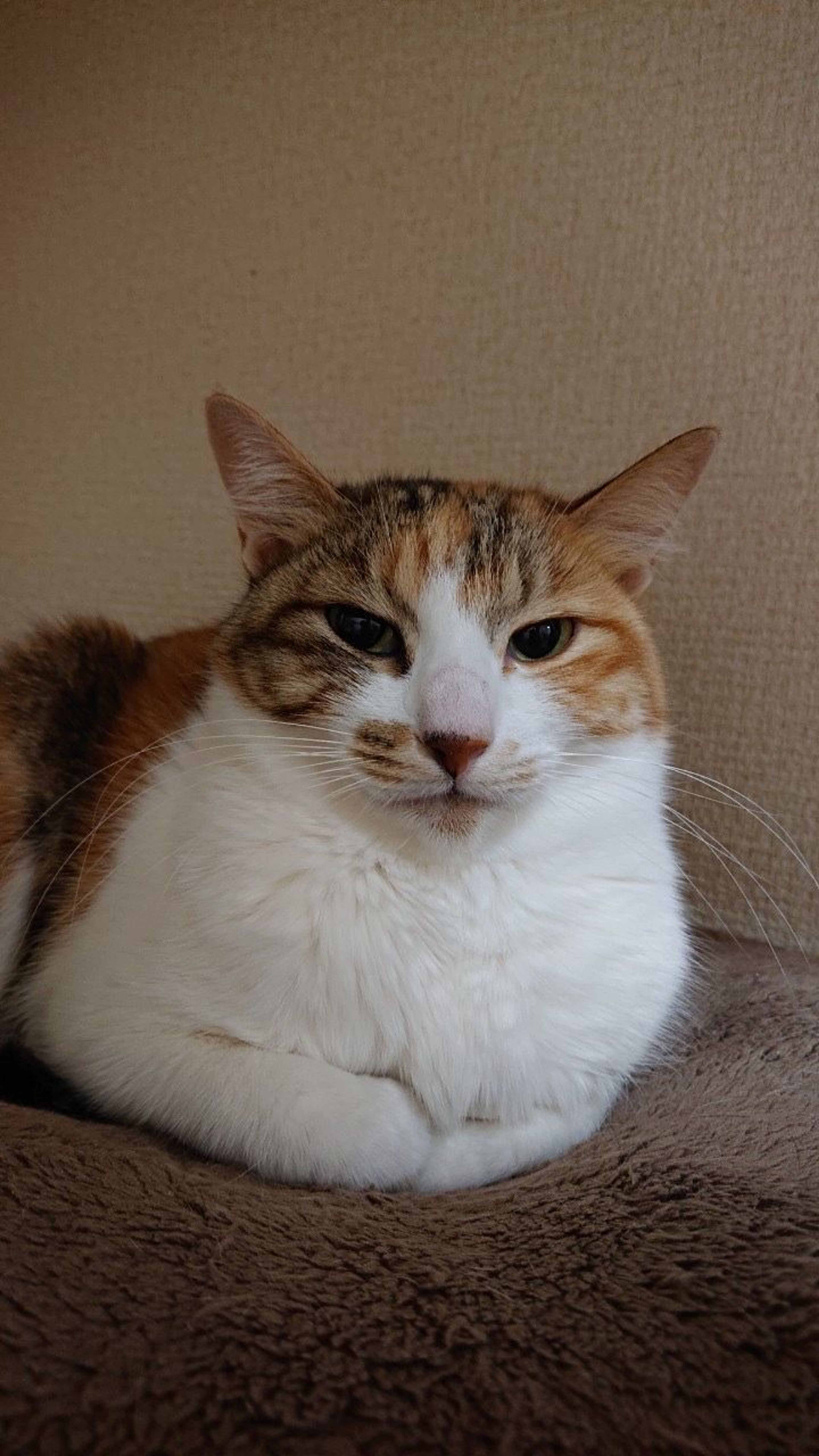 pet-image-3
