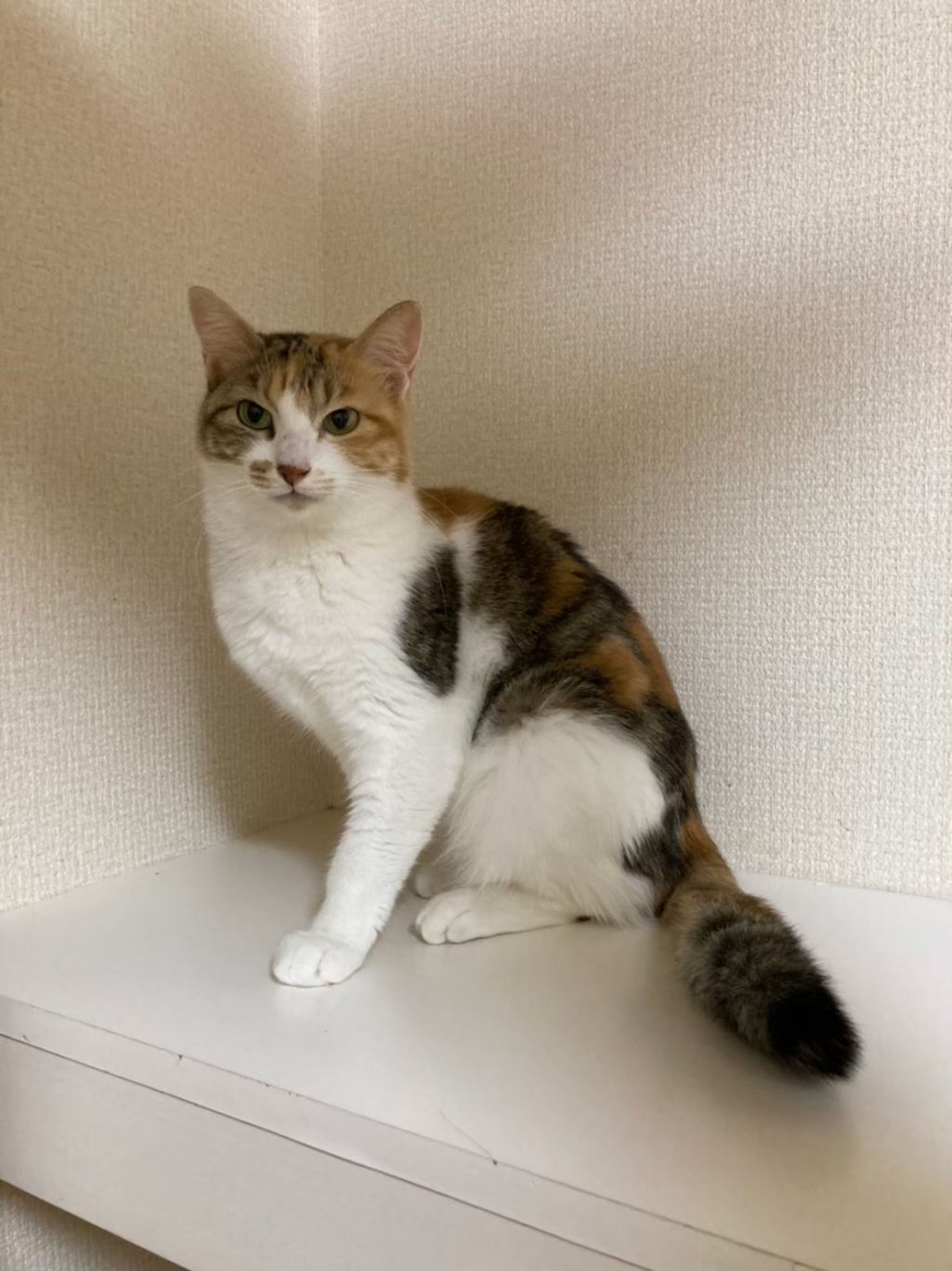 pet-image-4