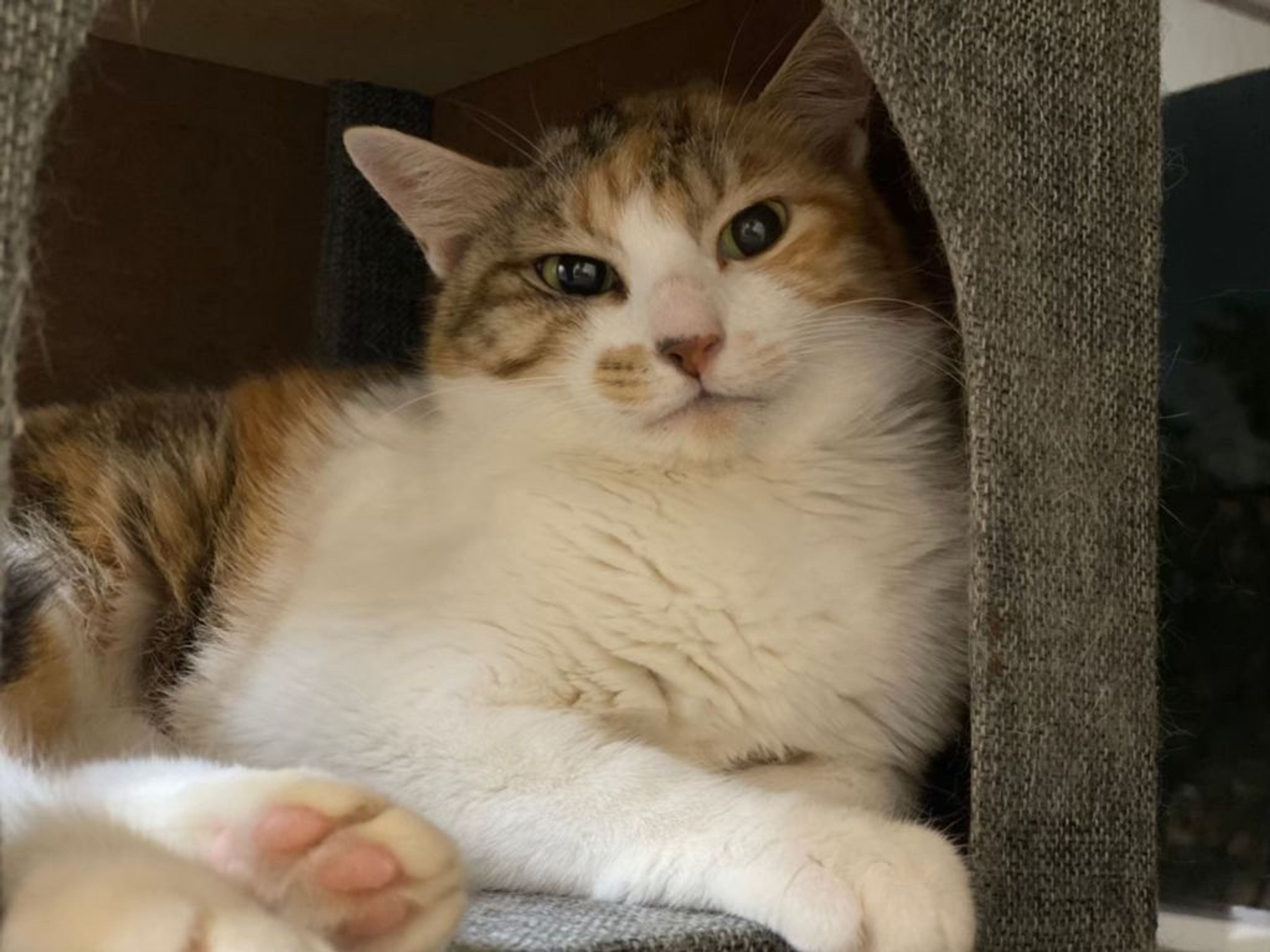 pet-image-5