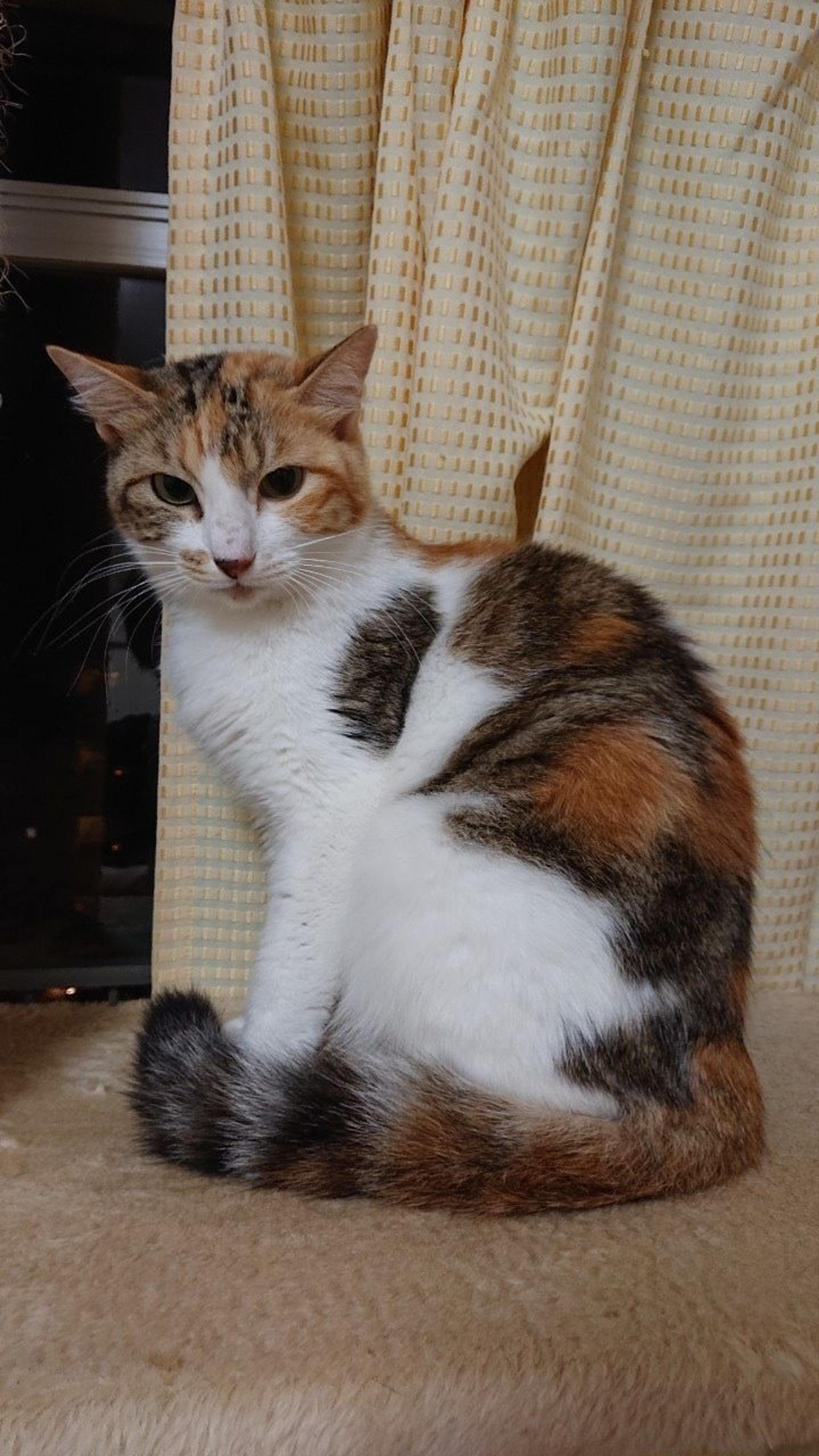pet-image-6