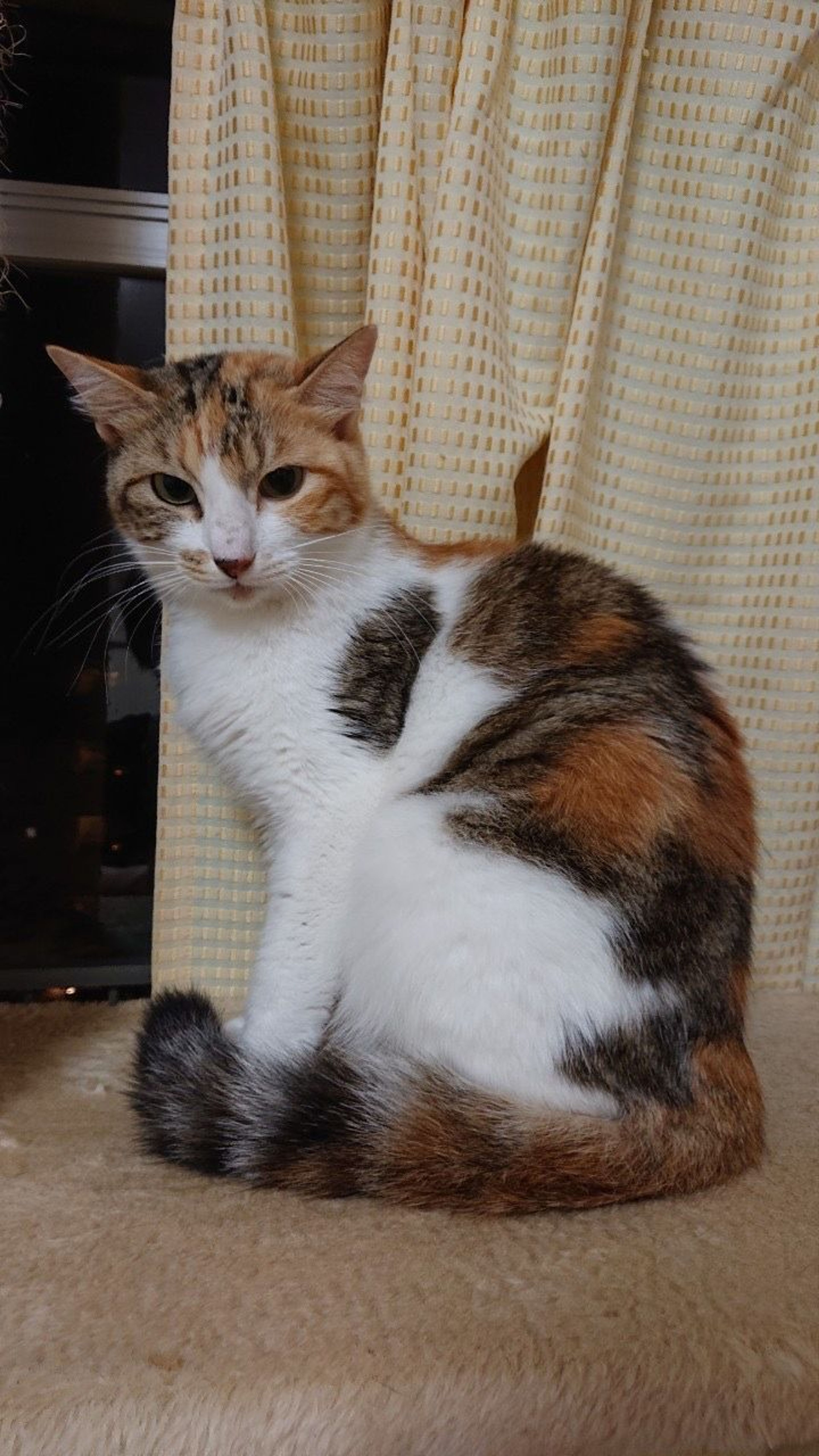 pet-image-6