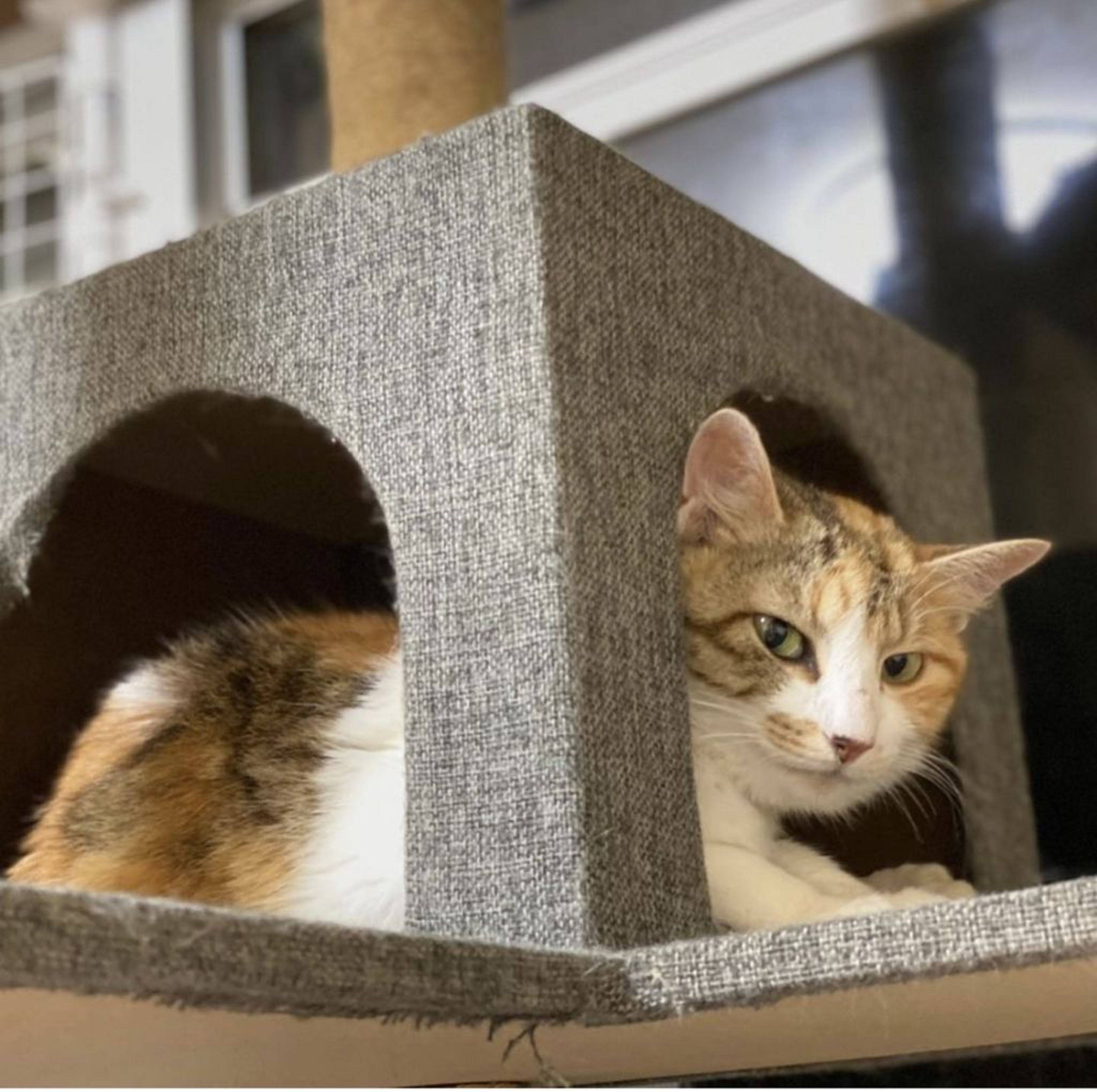 pet-image-7
