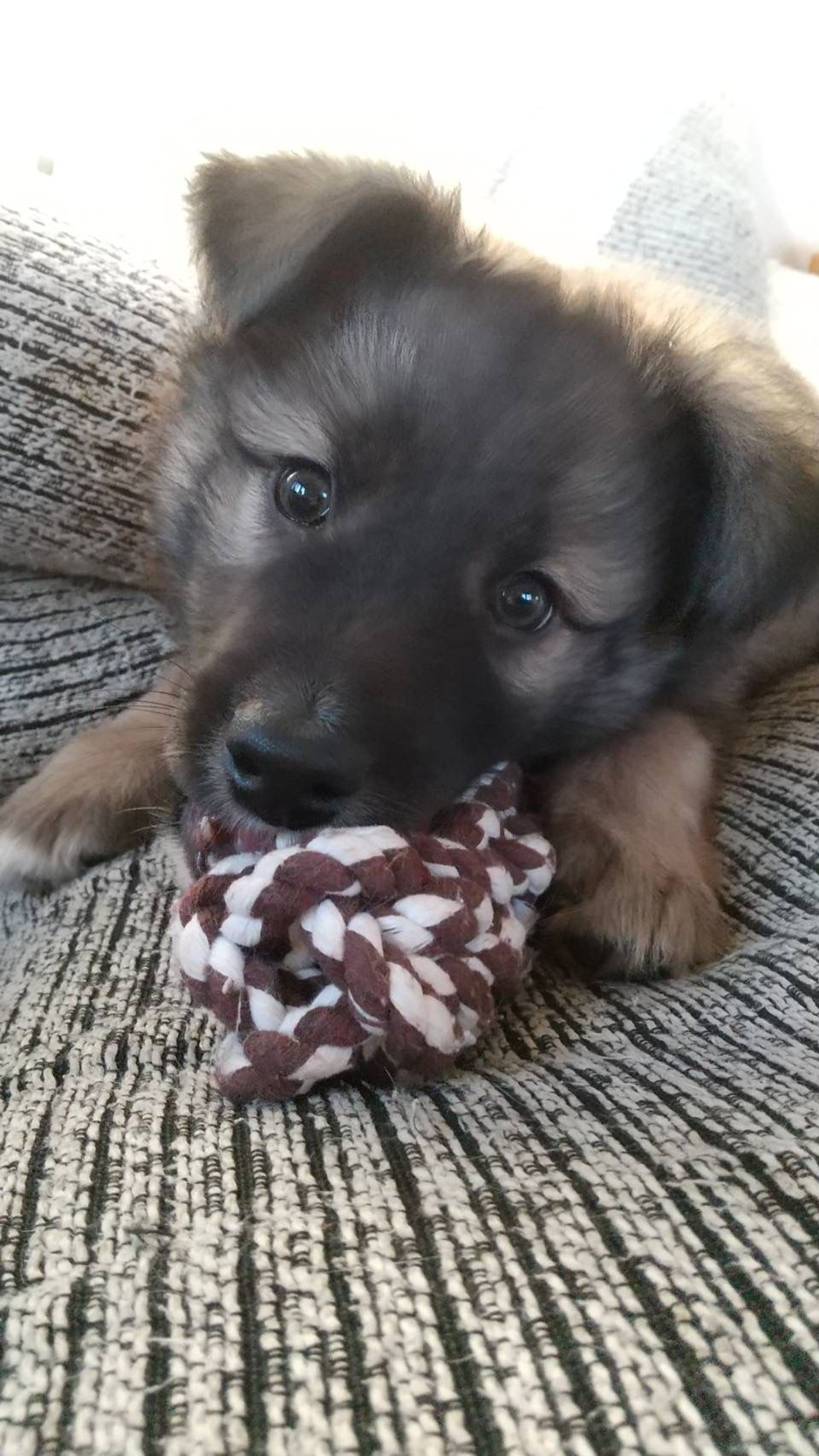 雑種（ミックス犬）・オスの里親募集の写真