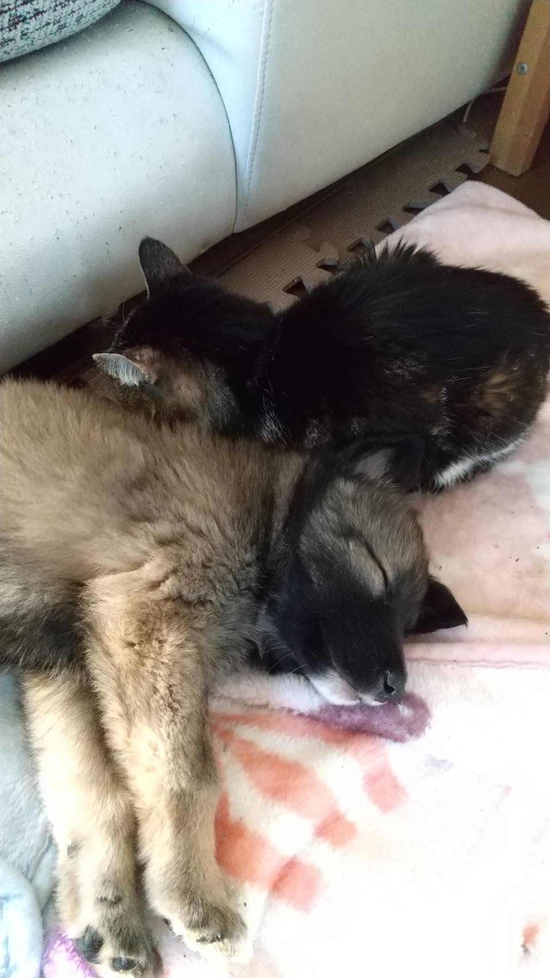pet-image-2
