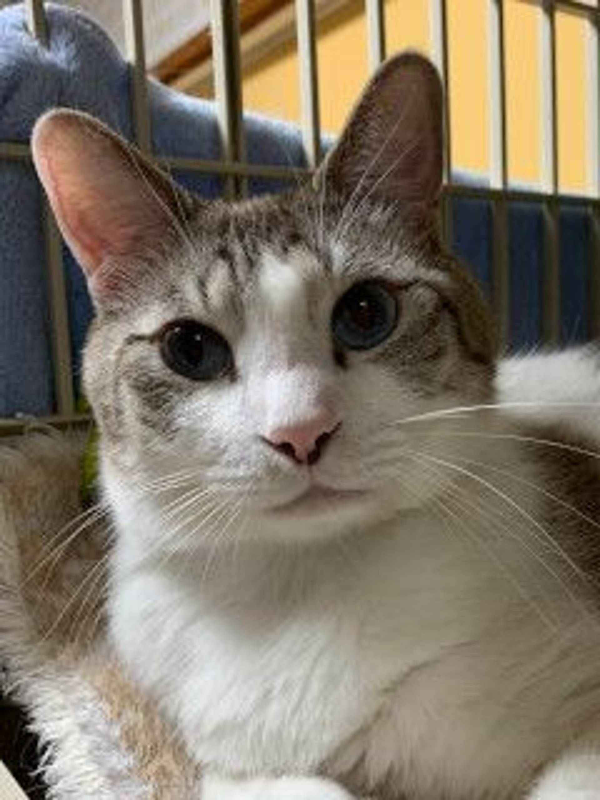 雑種（ミックス猫）・オスの里親募集の写真