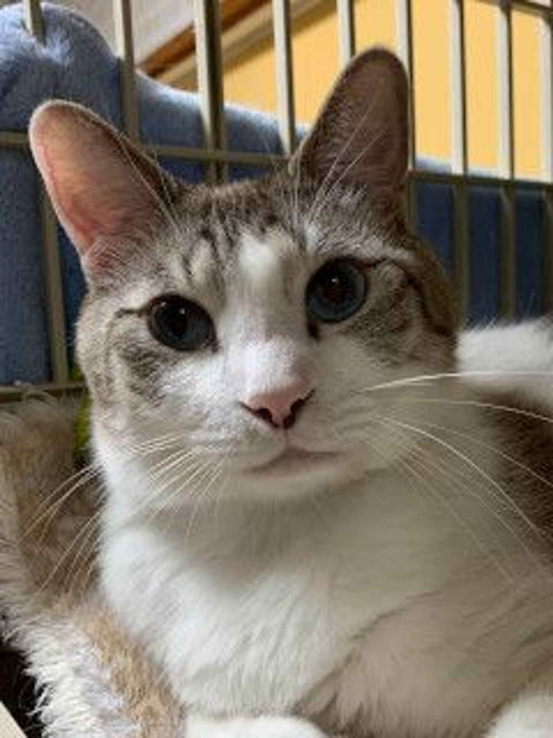 雑種（ミックス猫）・オスの里親募集の写真