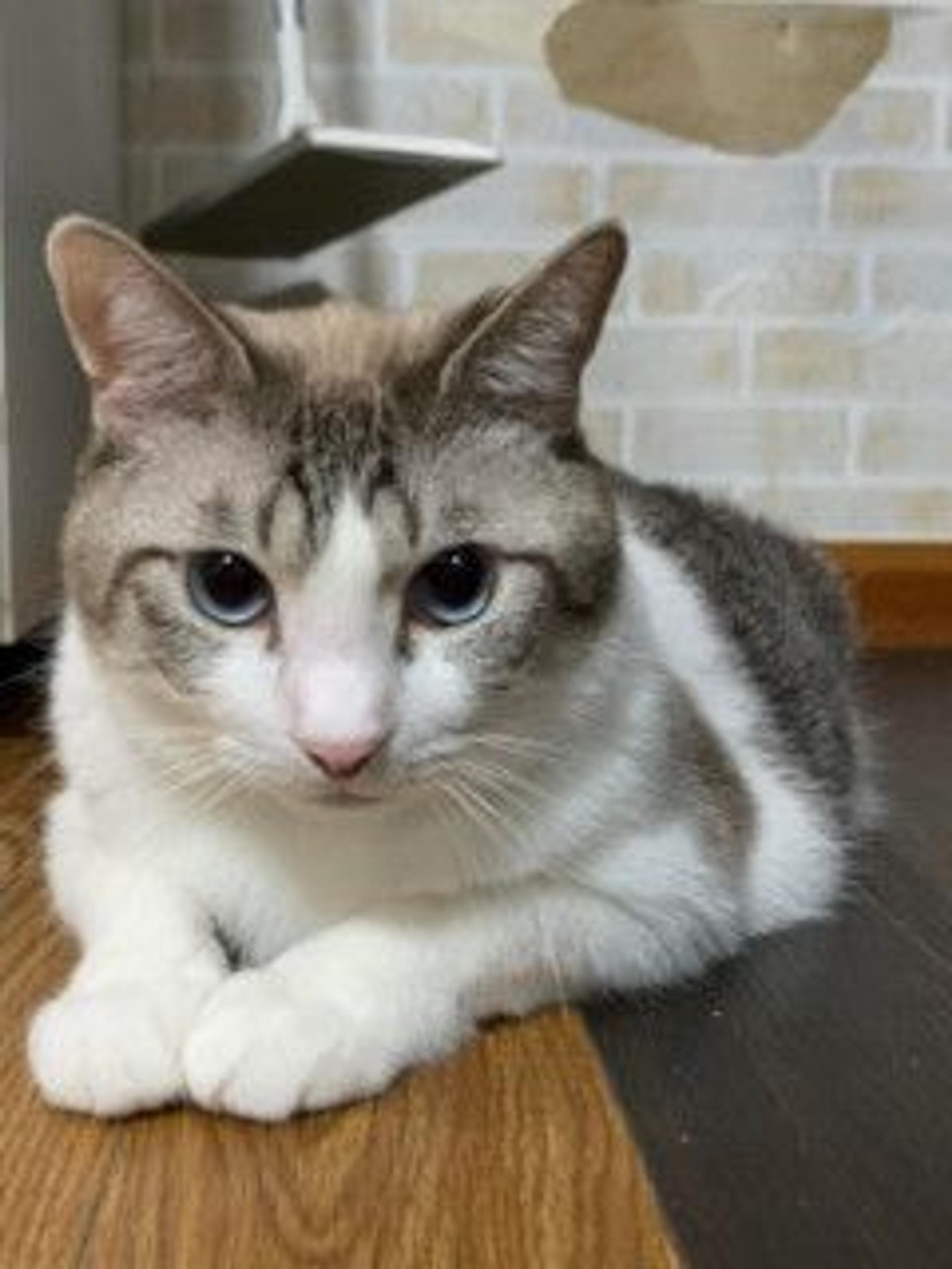pet-image-3