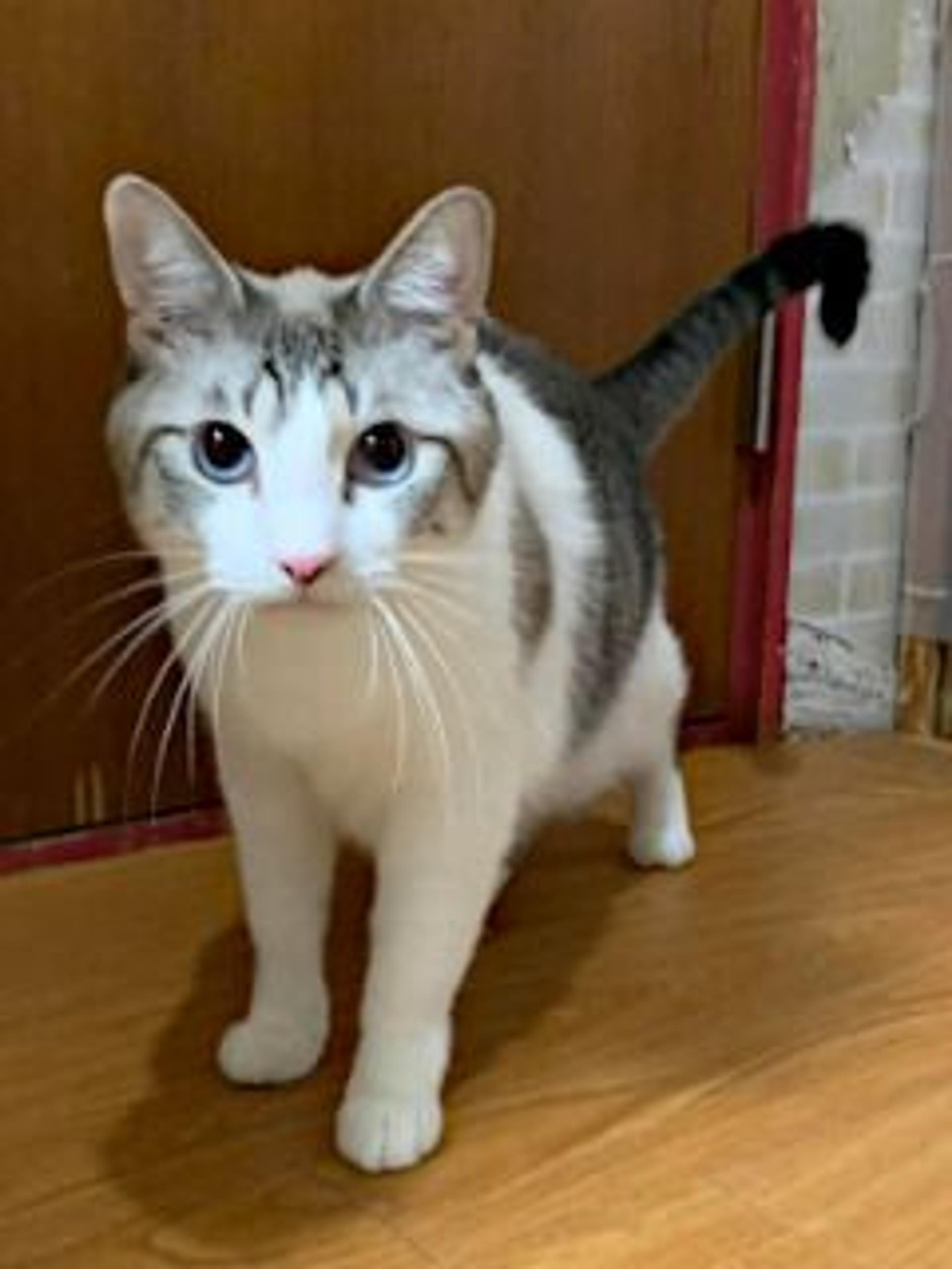 pet-image-6