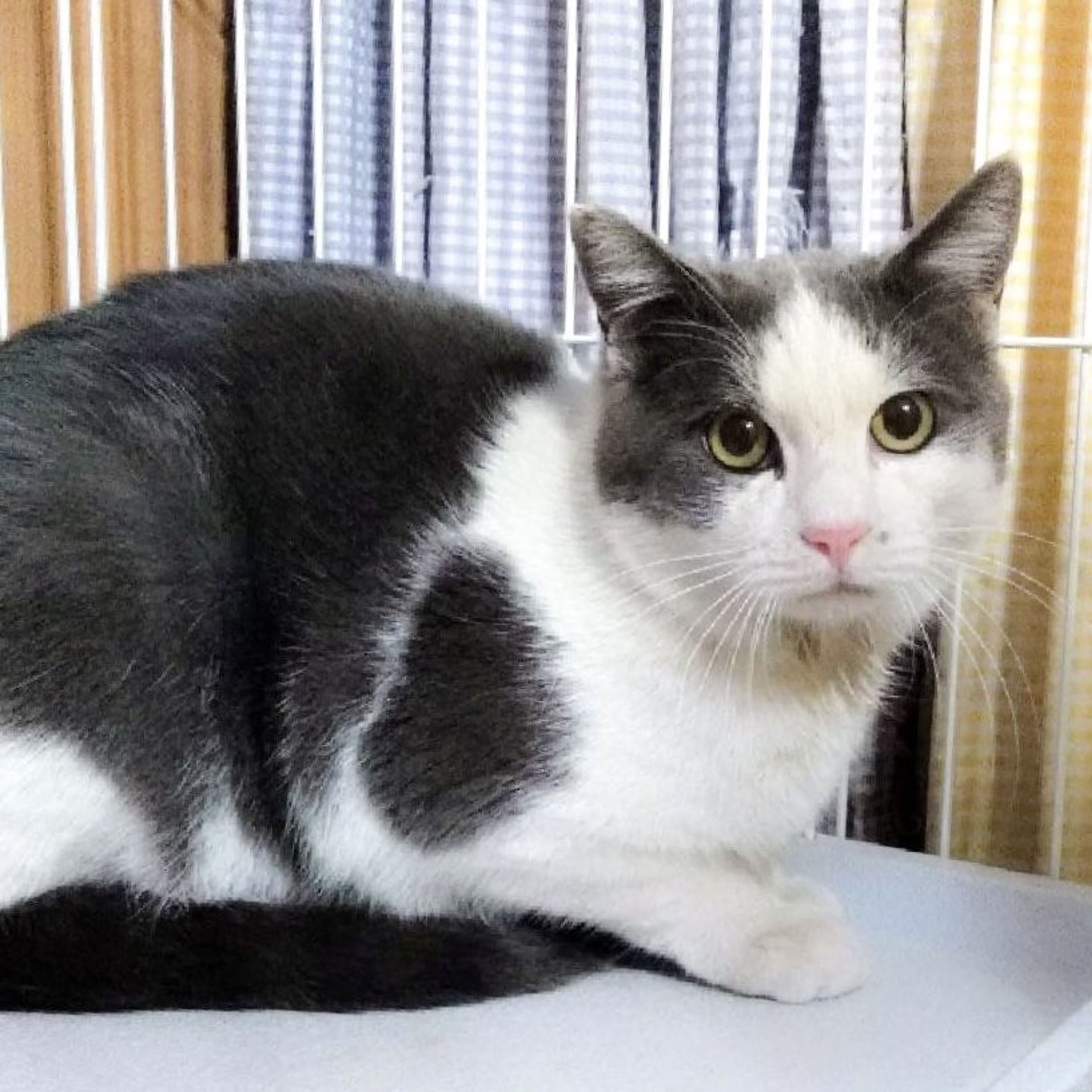 雑種（ミックス猫）・オスの里親募集の写真