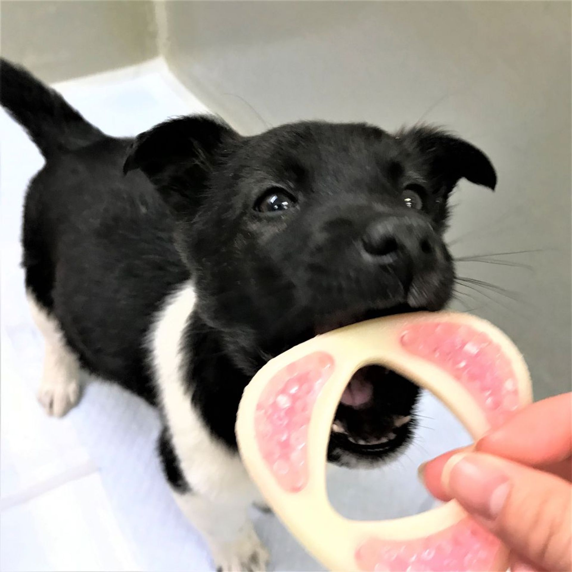 雑種（ミックス犬）・オスの里親募集の写真