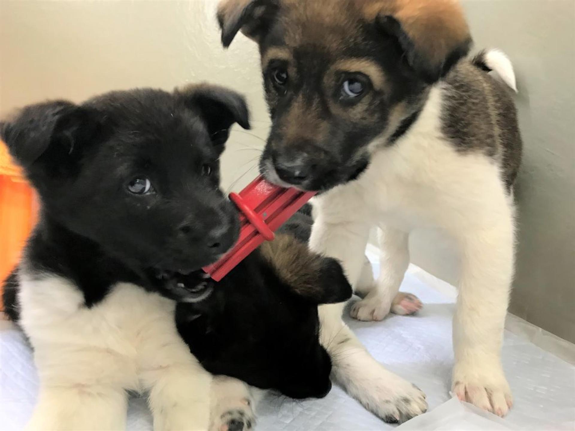 pet-image-3
