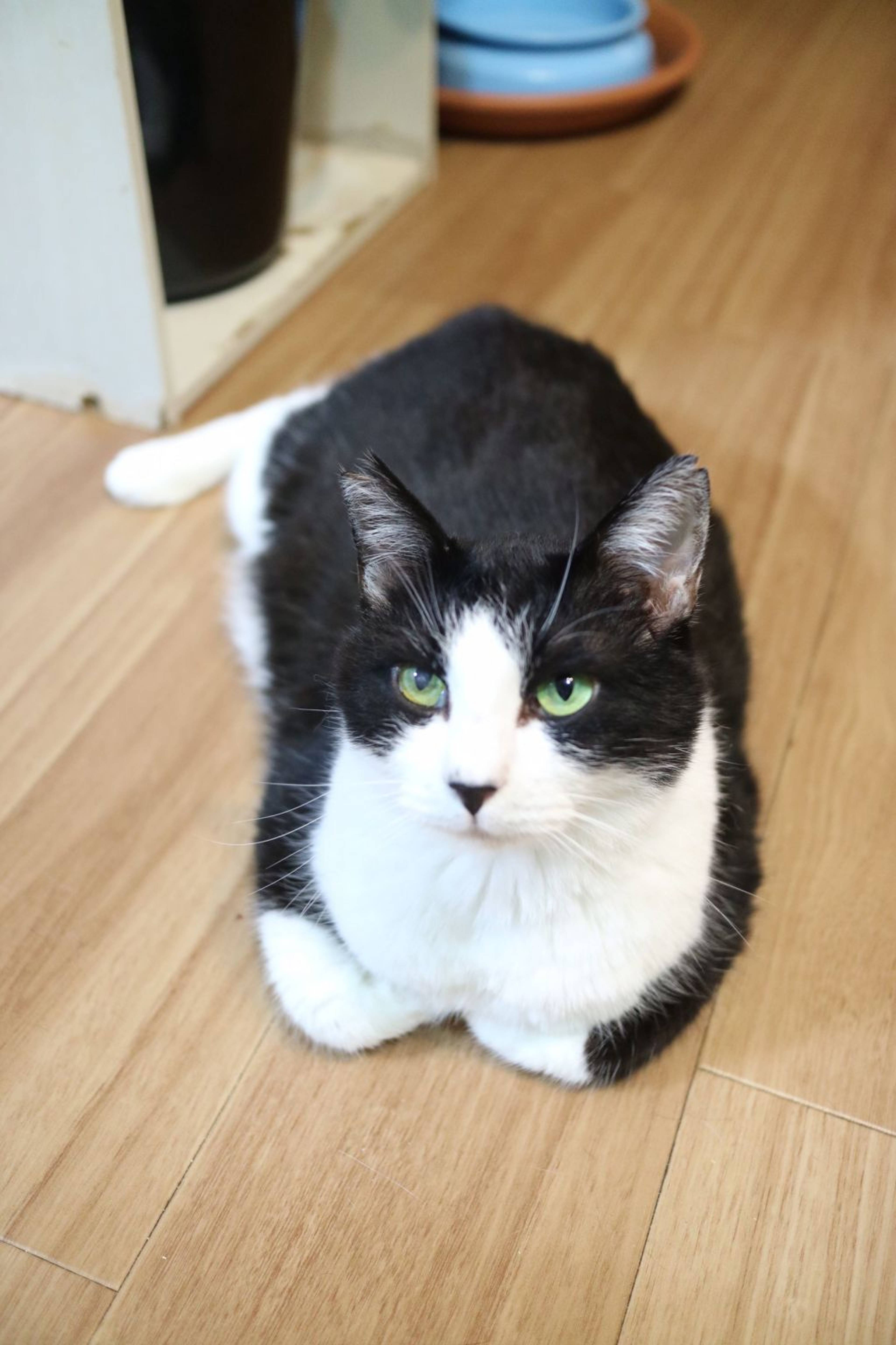 雑種（ミックス猫）・オスの里親募集の写真