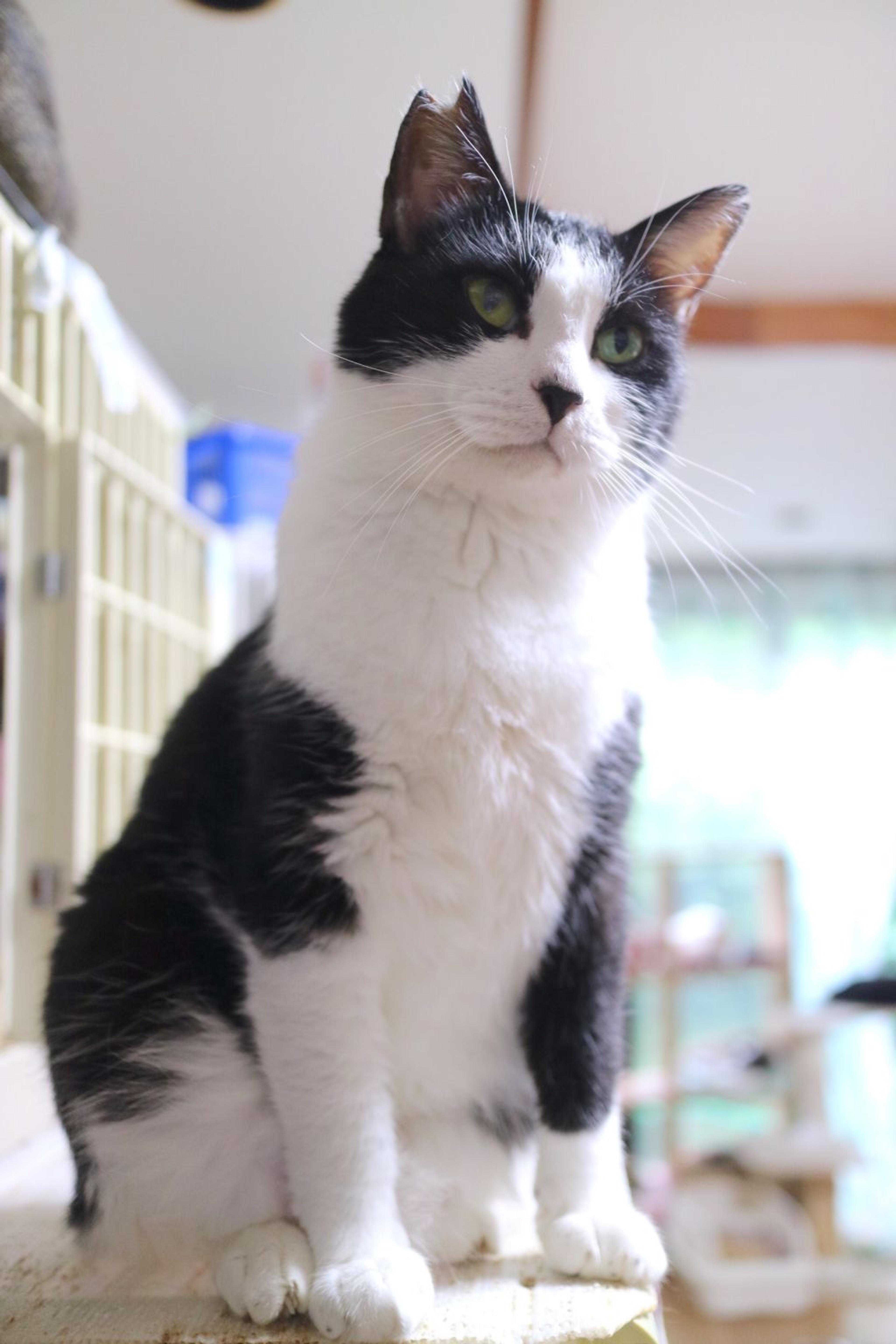 pet-image-2