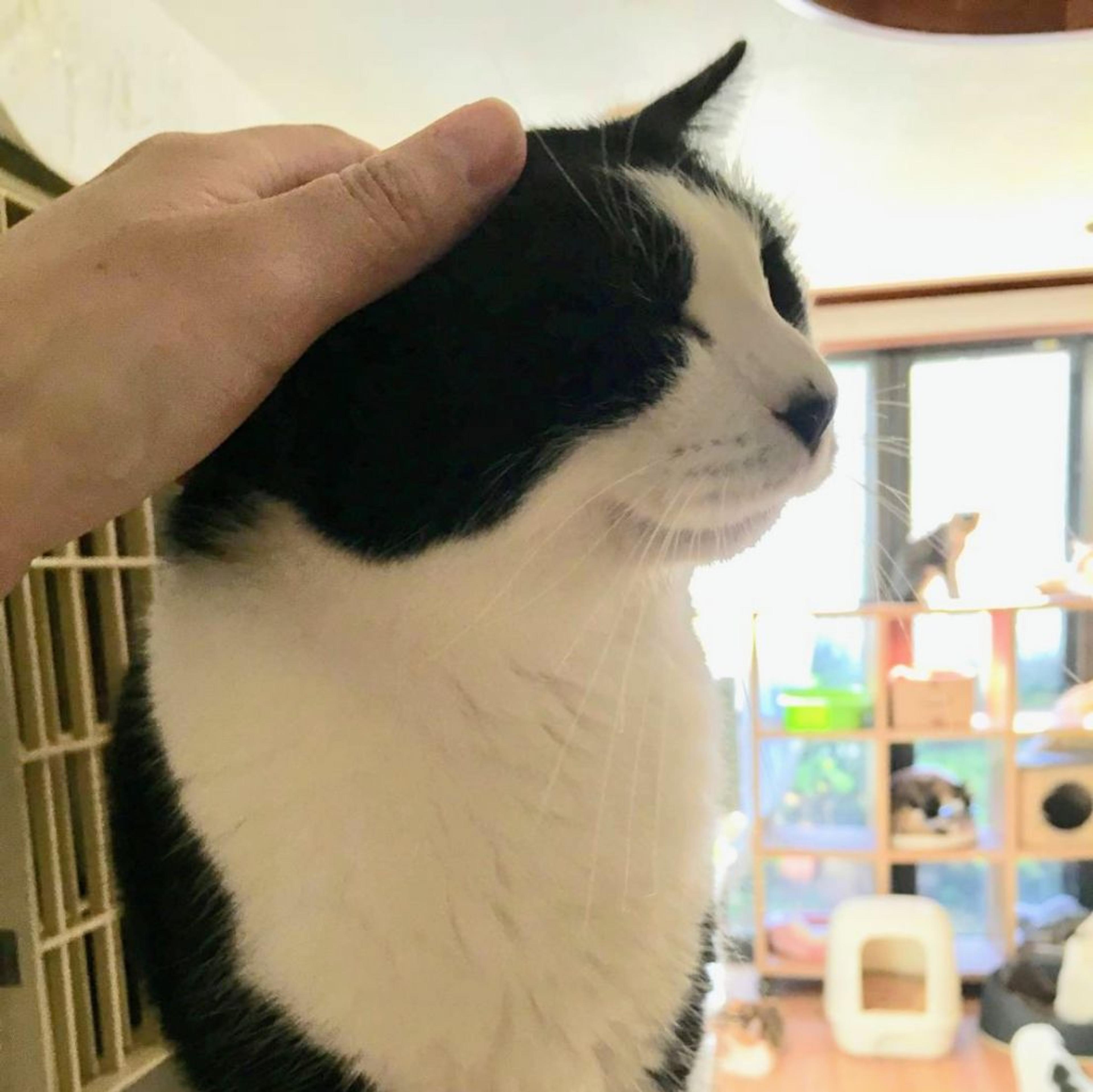 pet-image-3