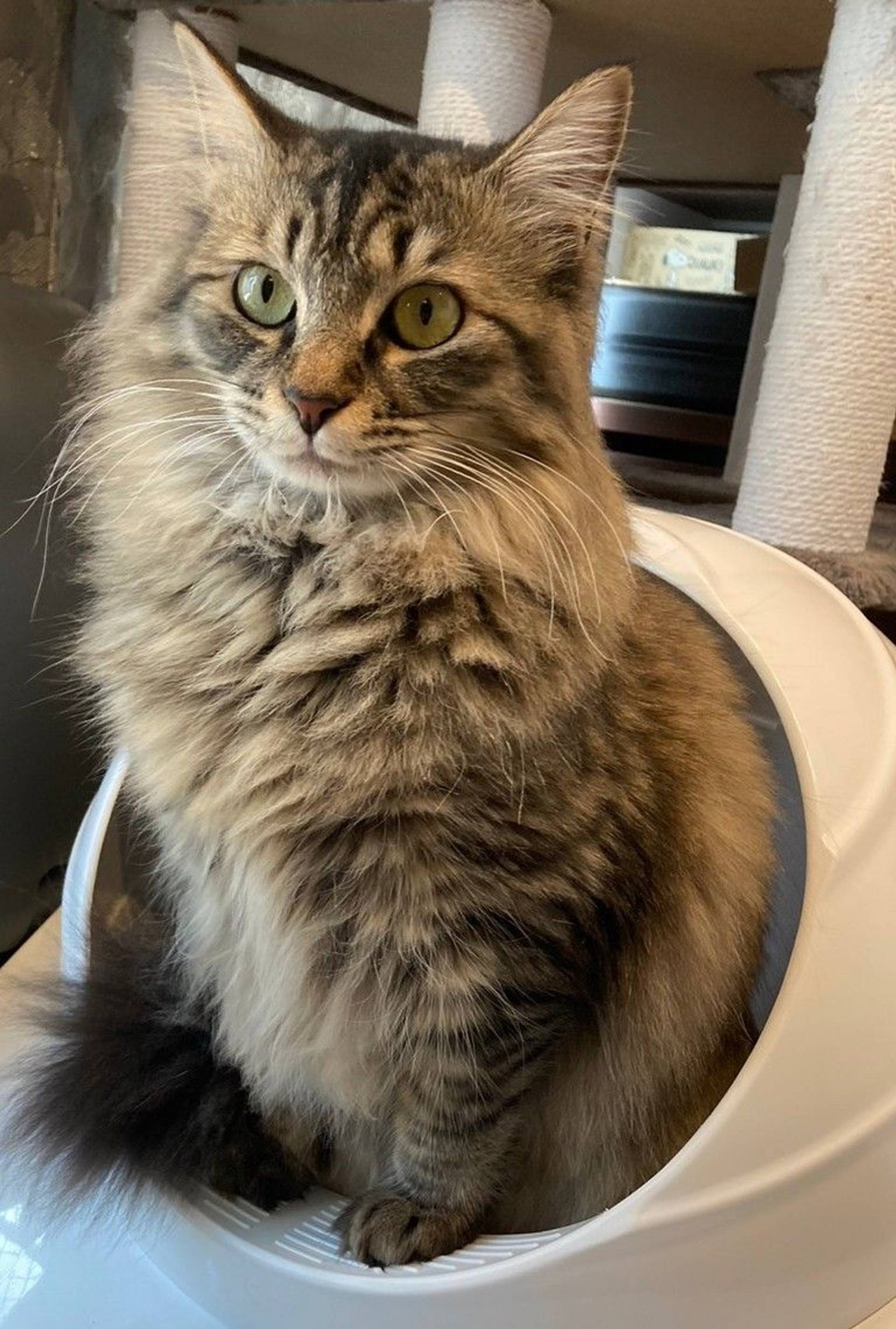 雑種（ミックス猫）・メスの里親募集の写真