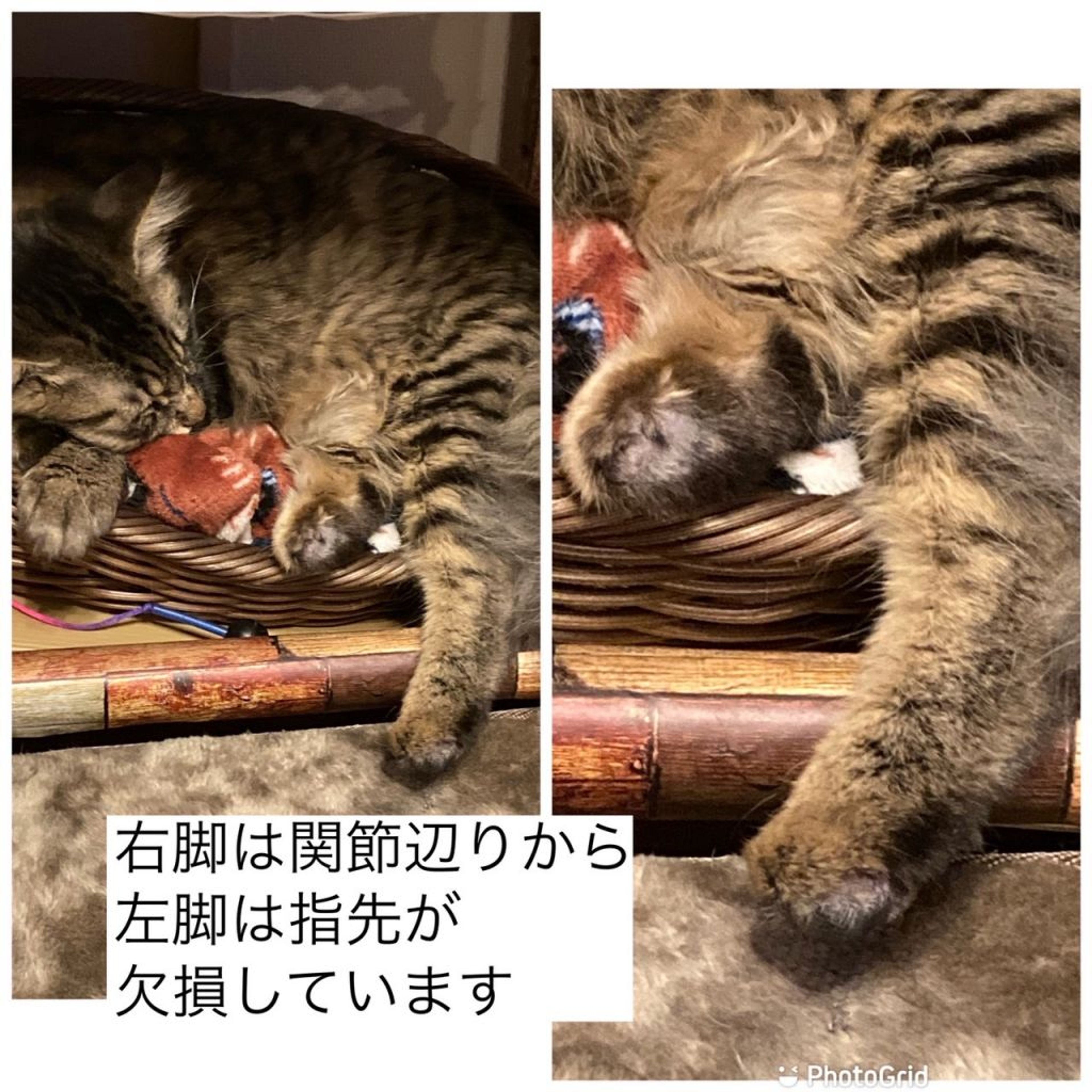 pet-image-3
