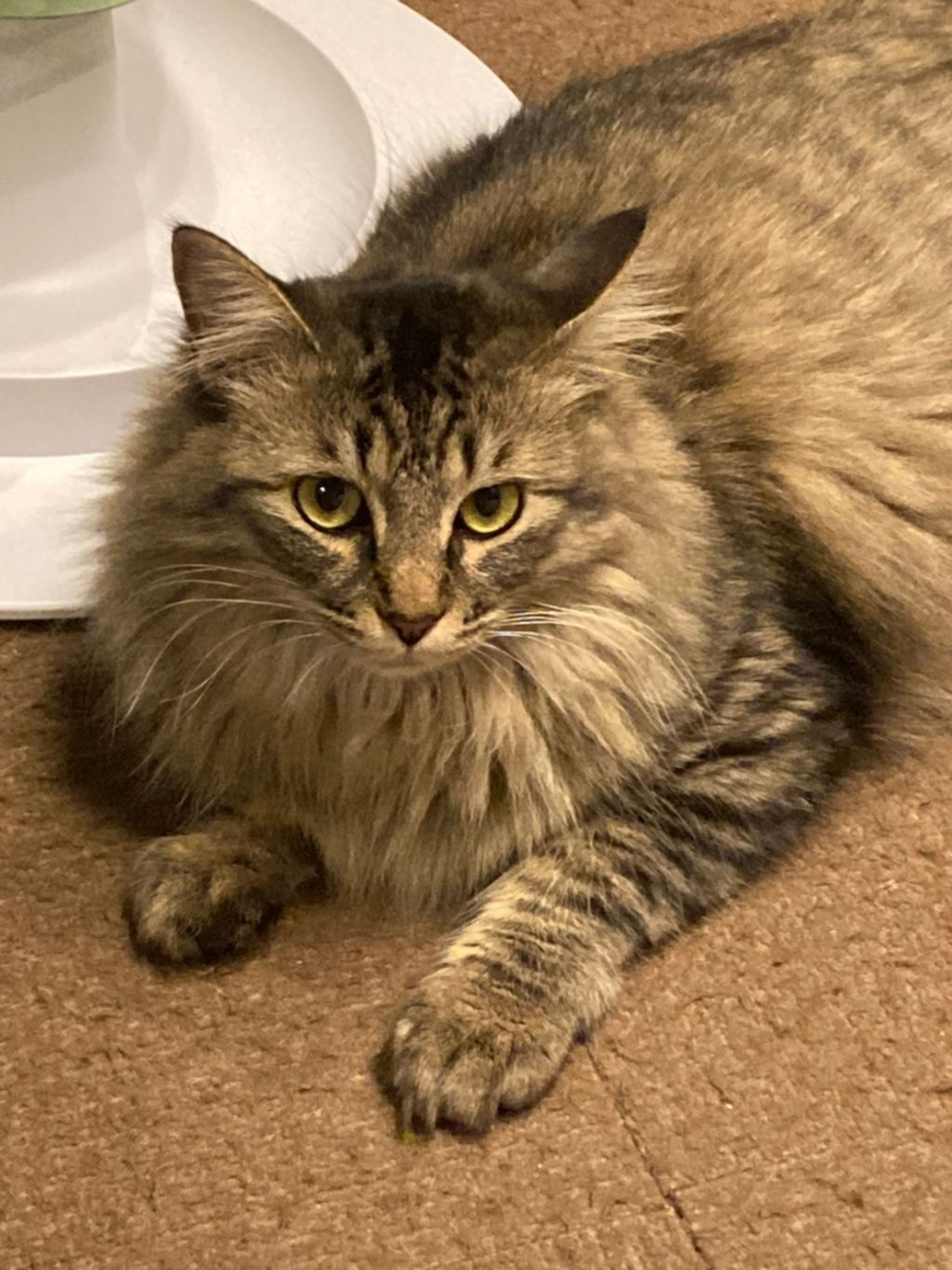 pet-image-4