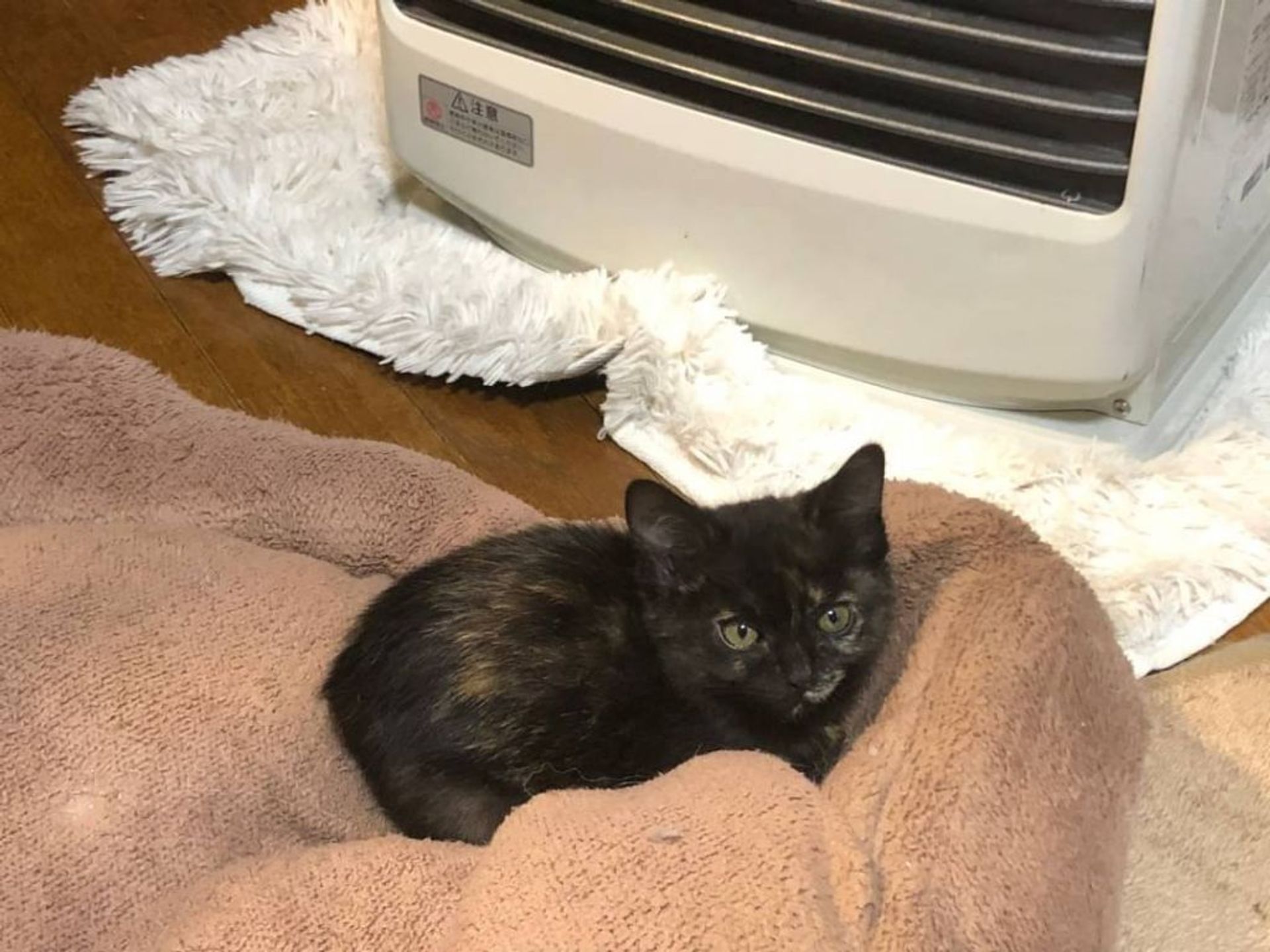 雑種（ミックス猫）・メスの里親募集の写真