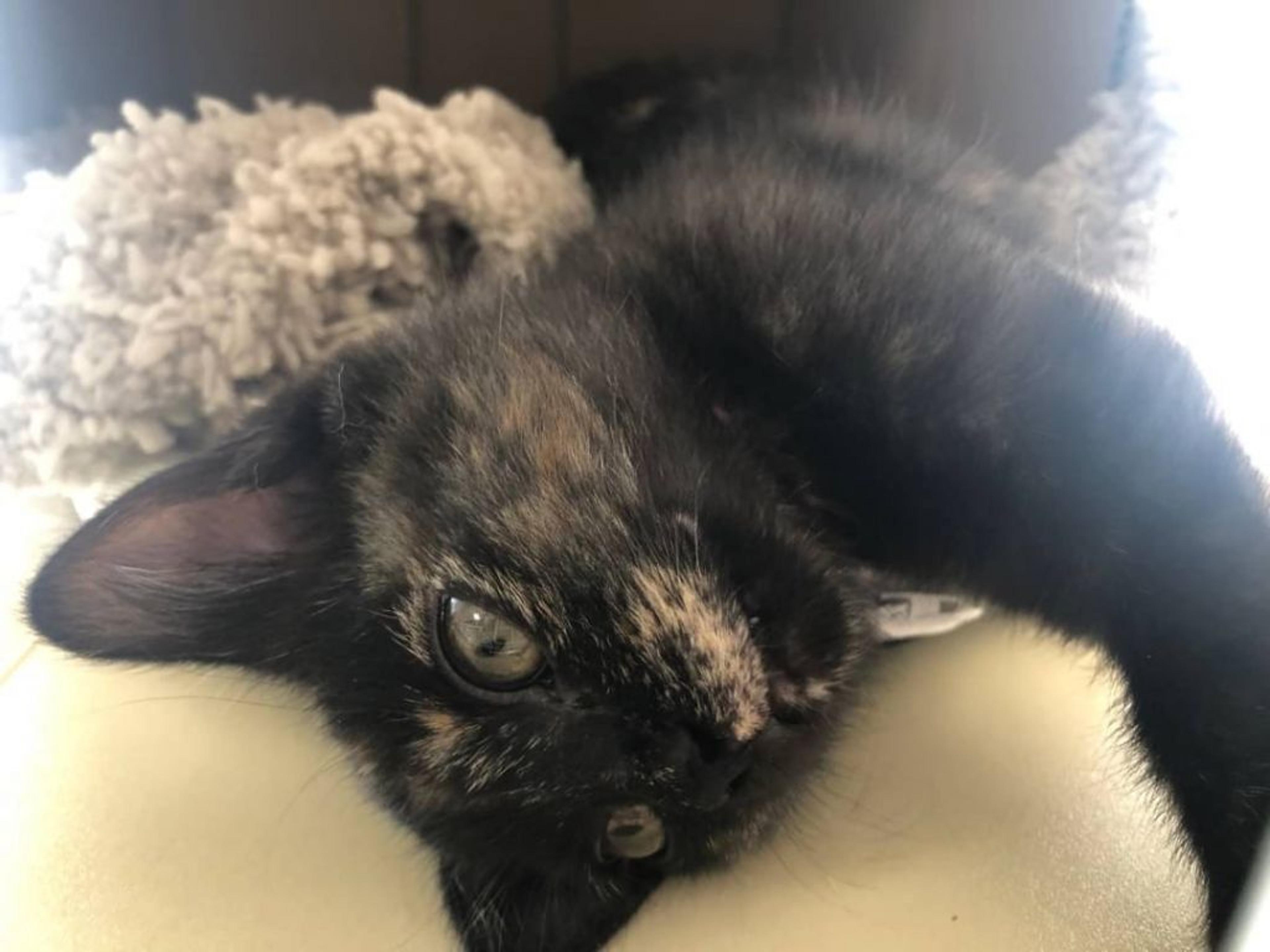 pet-image-2
