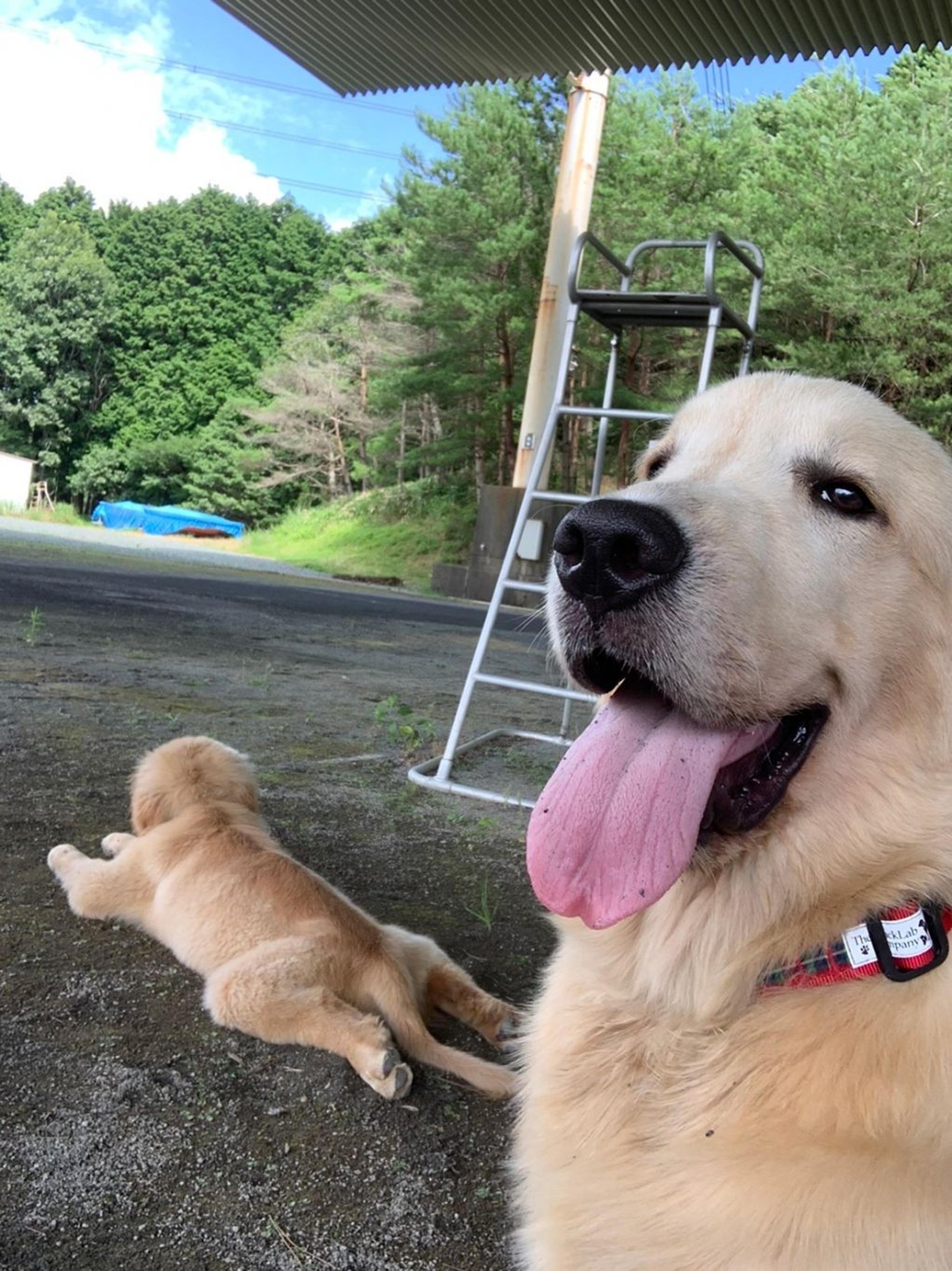 pet-image-2