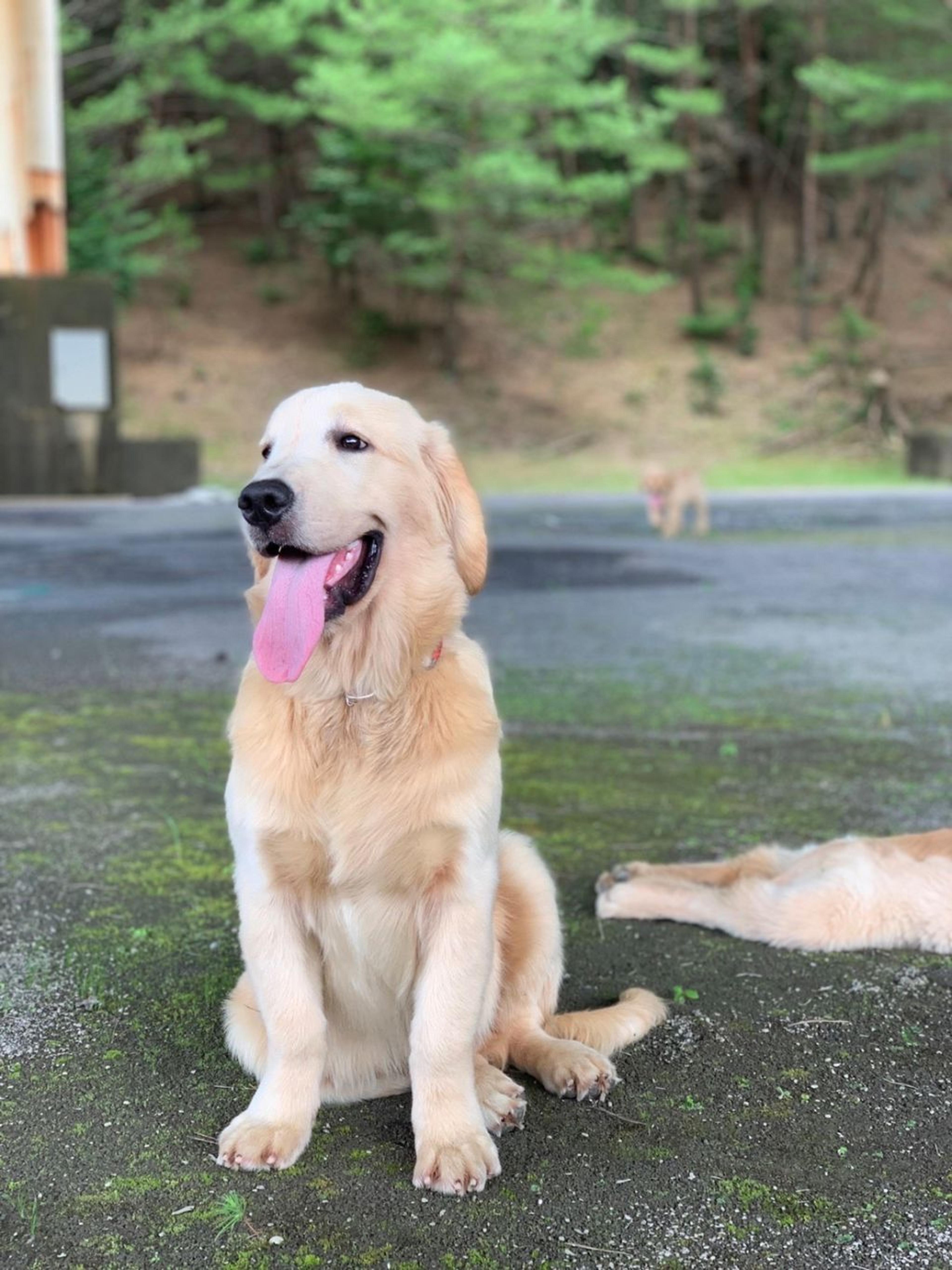 pet-image-3