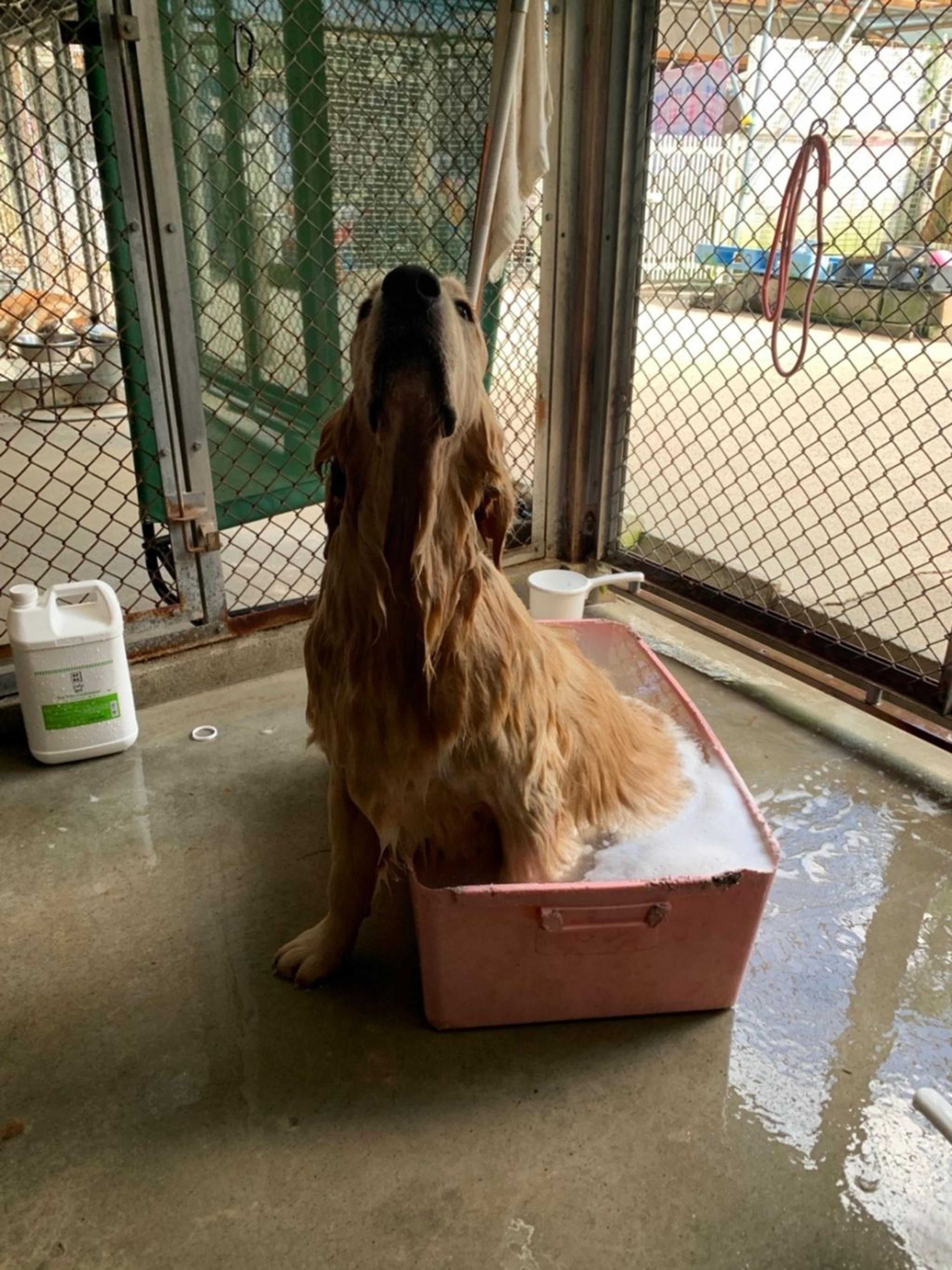 pet-image-5