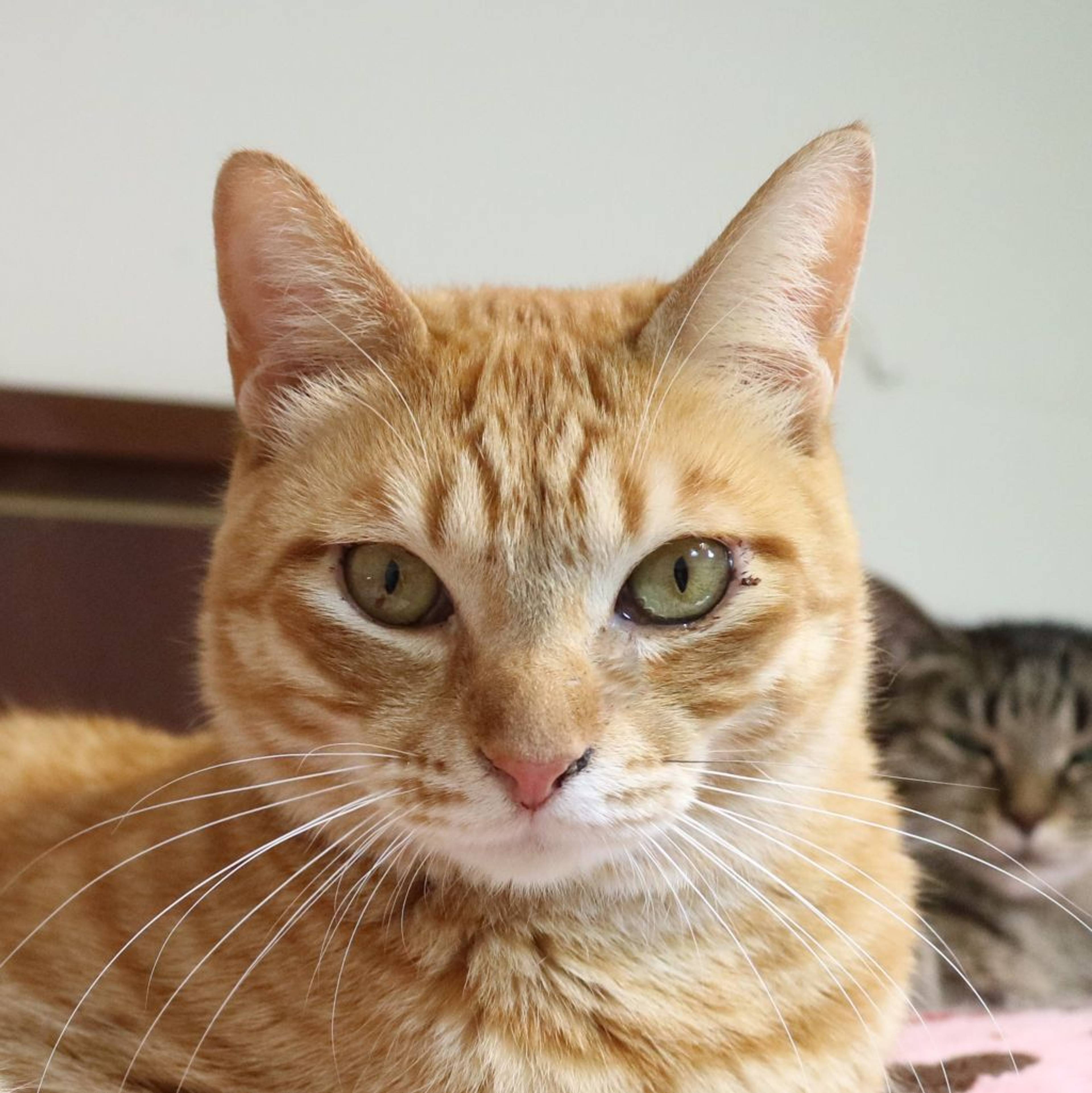 雑種（ミックス猫）・オスの里親募集の写真
