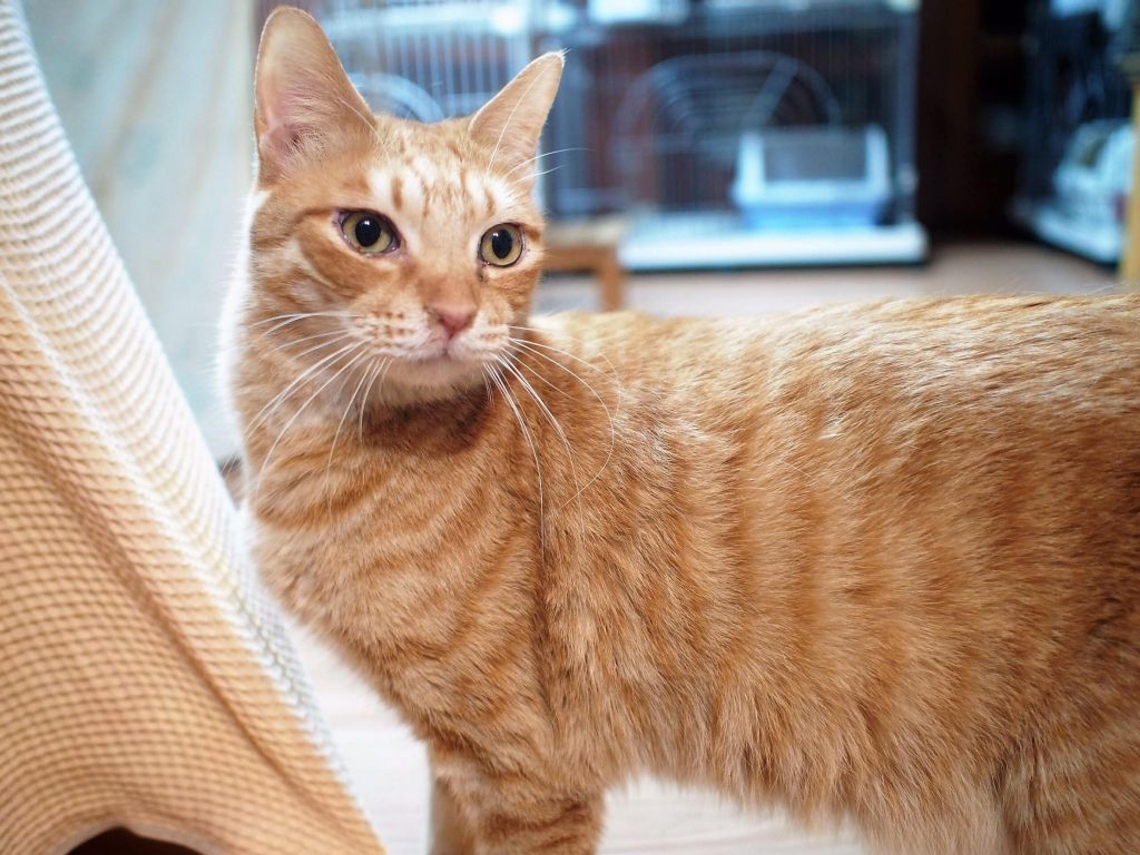 pet-image-2