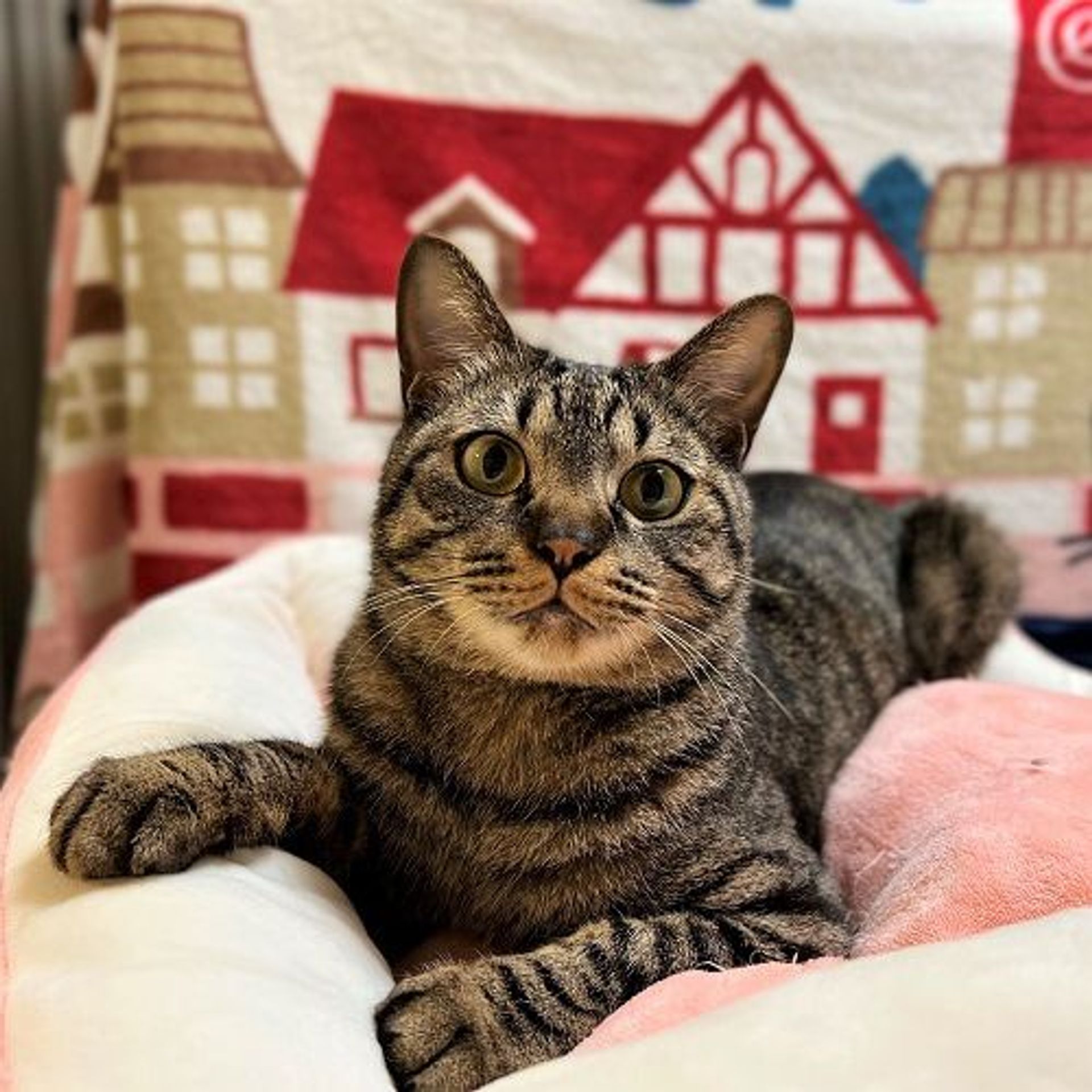 雑種（ミックス猫）・オスの里親募集の写真