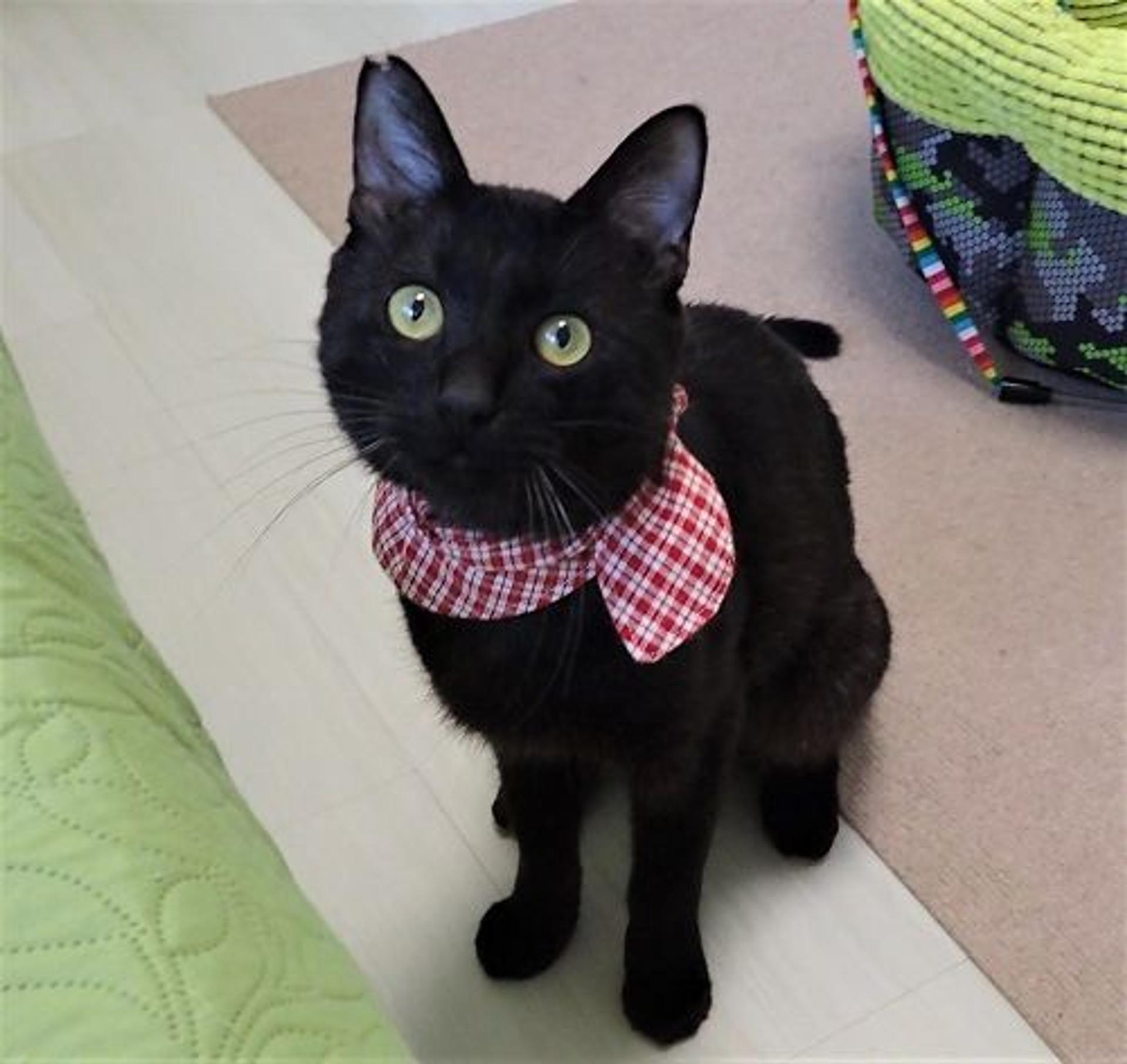 pet-image-2