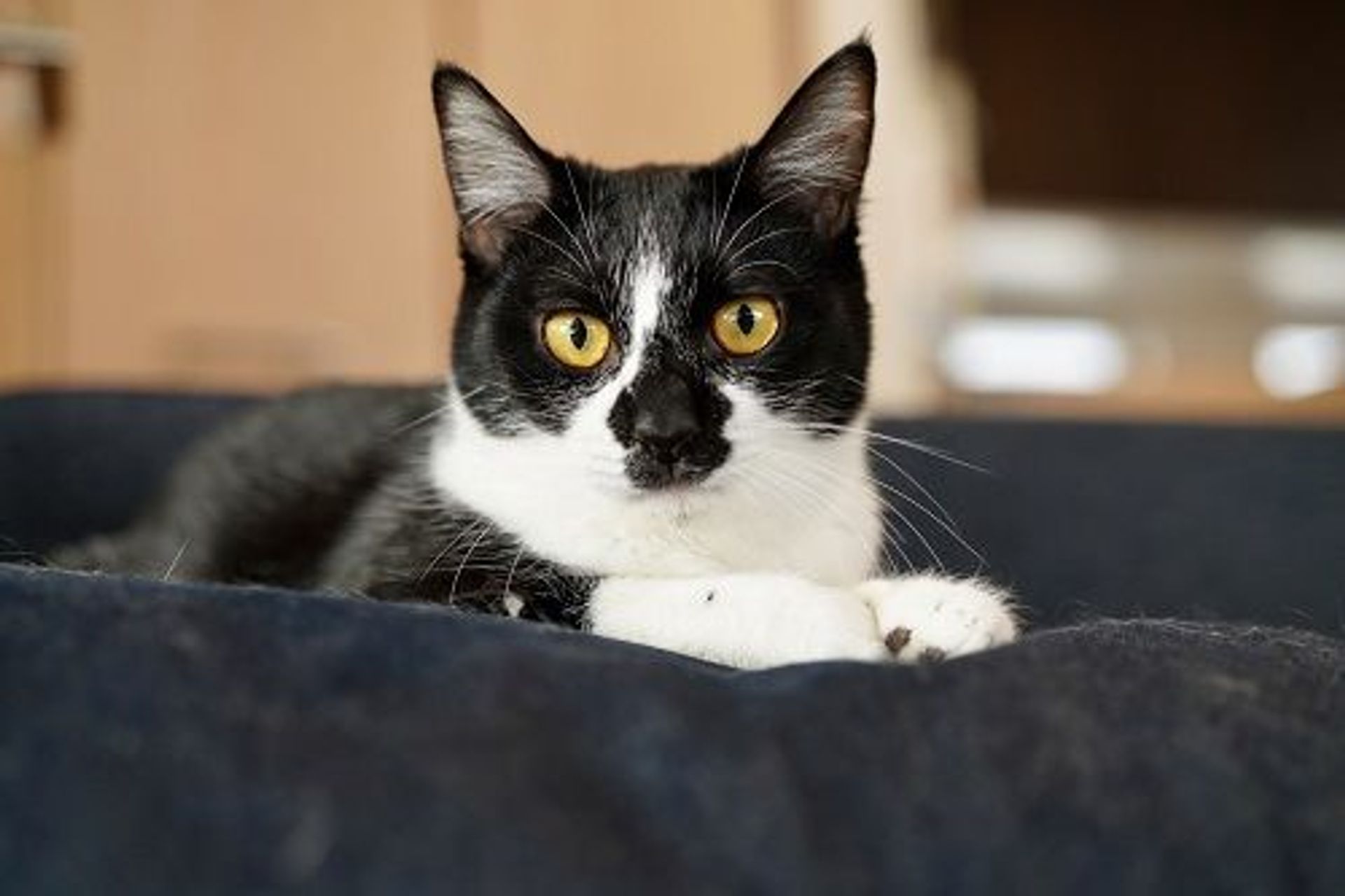 雑種（ミックス猫）・メスの里親募集の写真