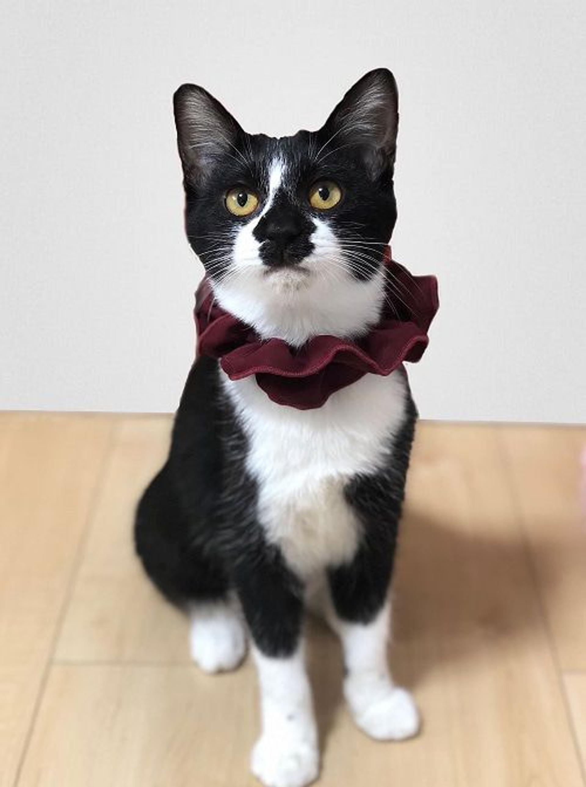 pet-image-3