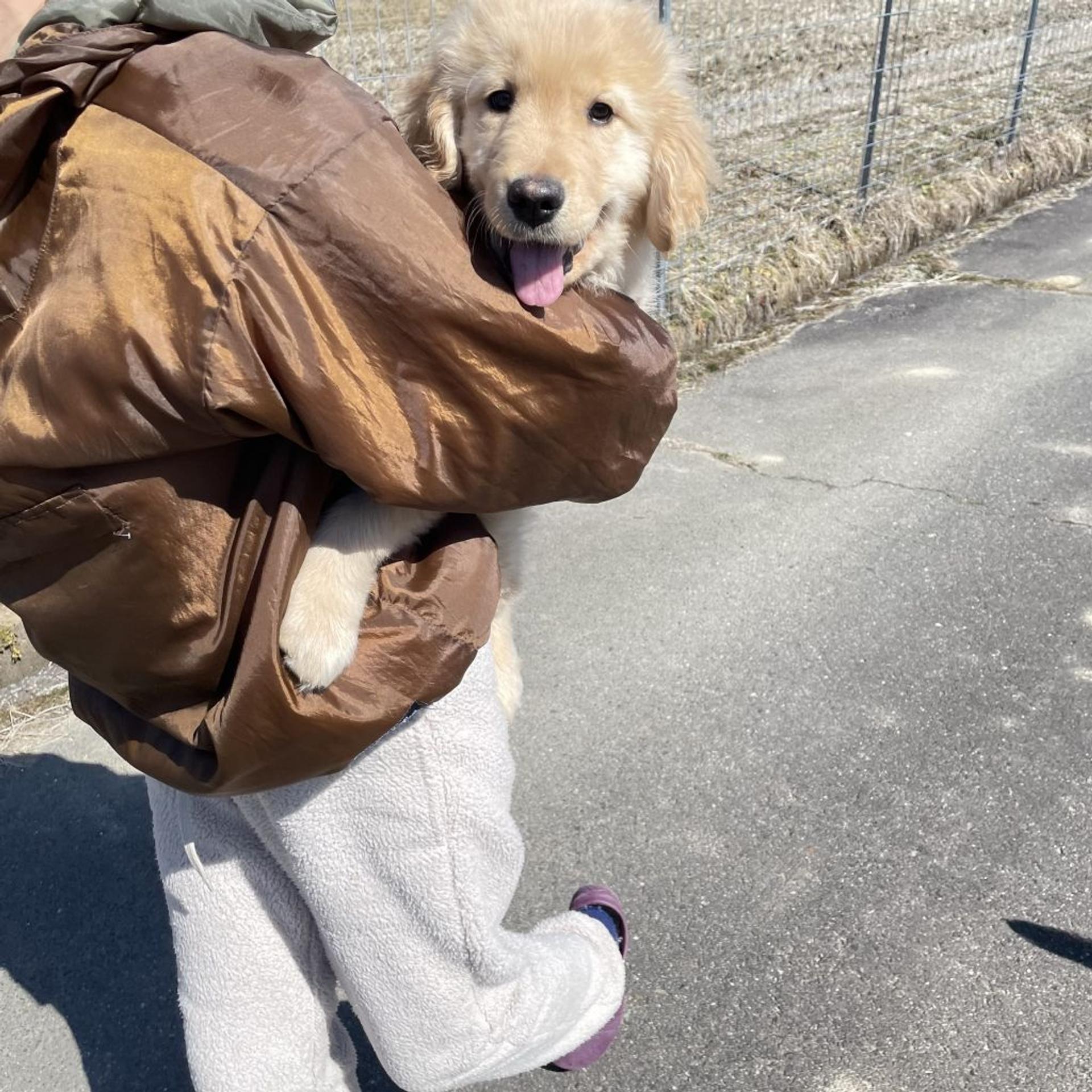 pet-image-3