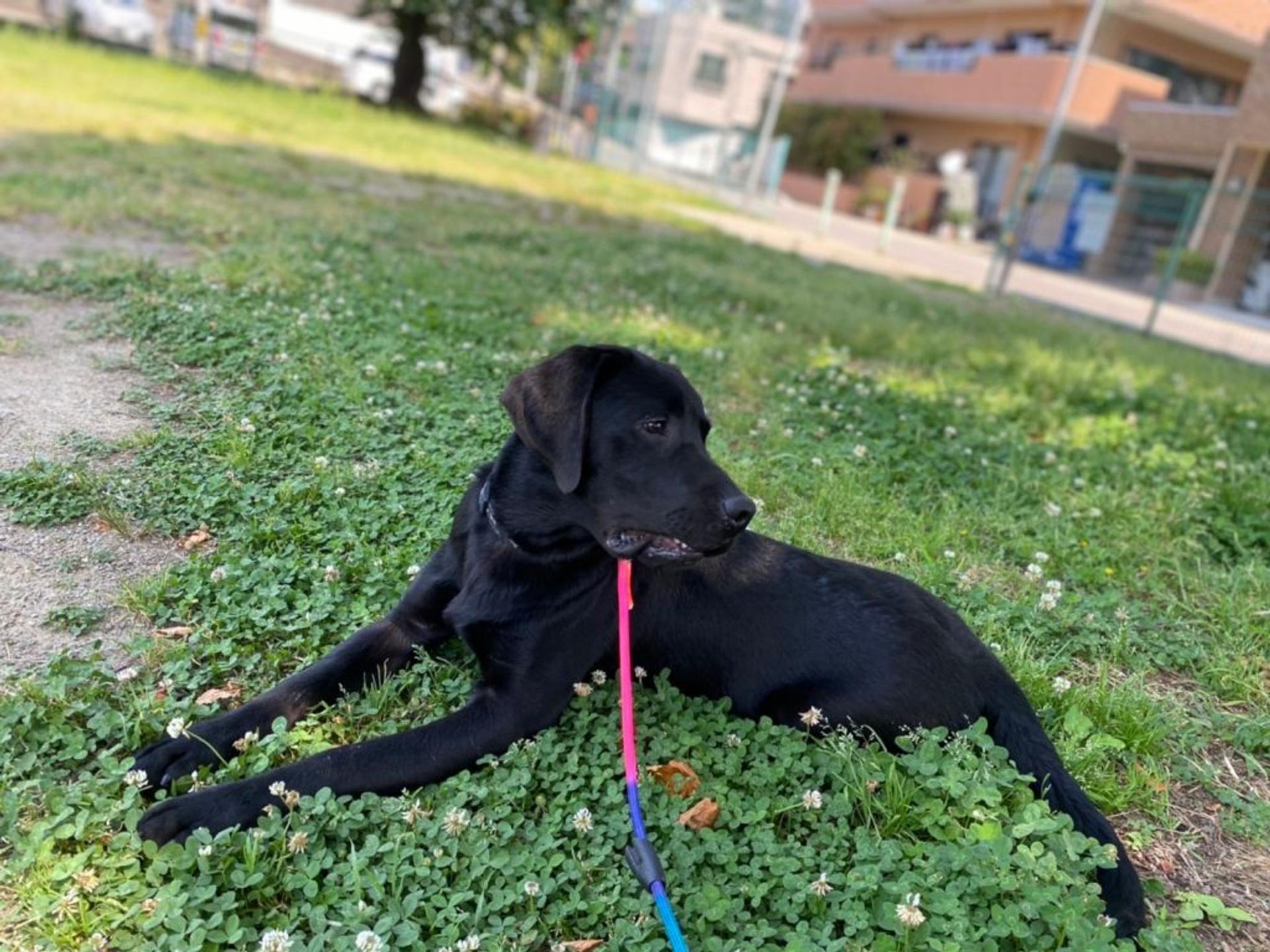 pet-image-4