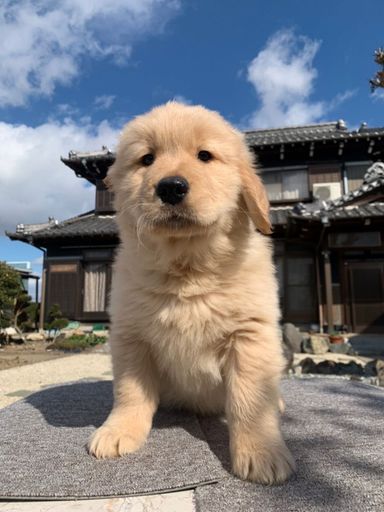 左京