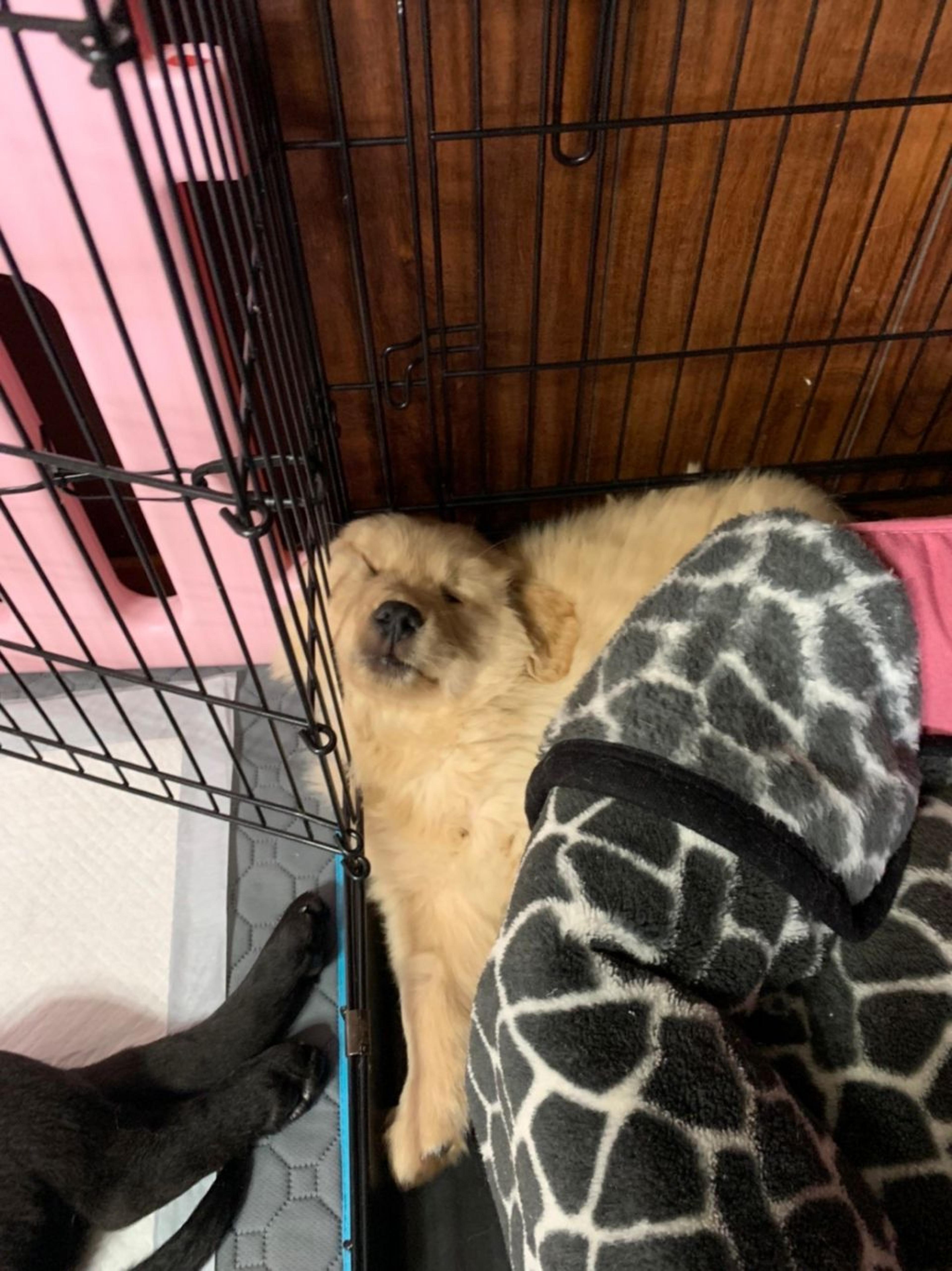 pet-image-4