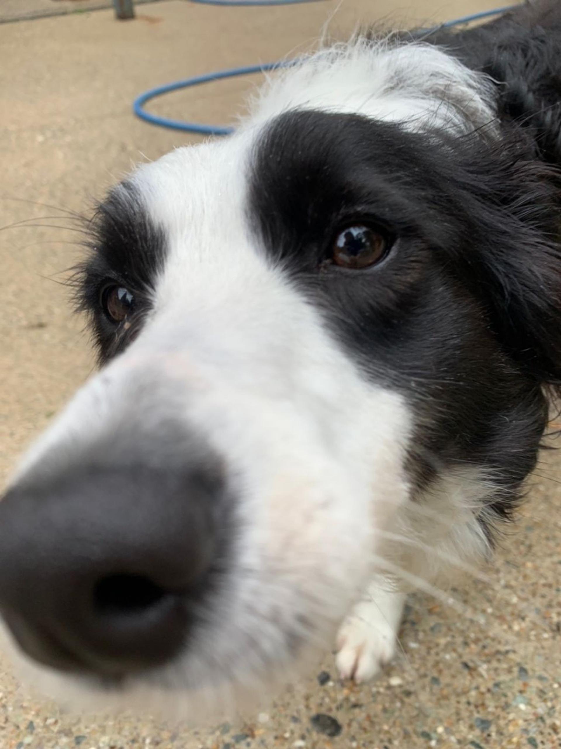 pet-image-2