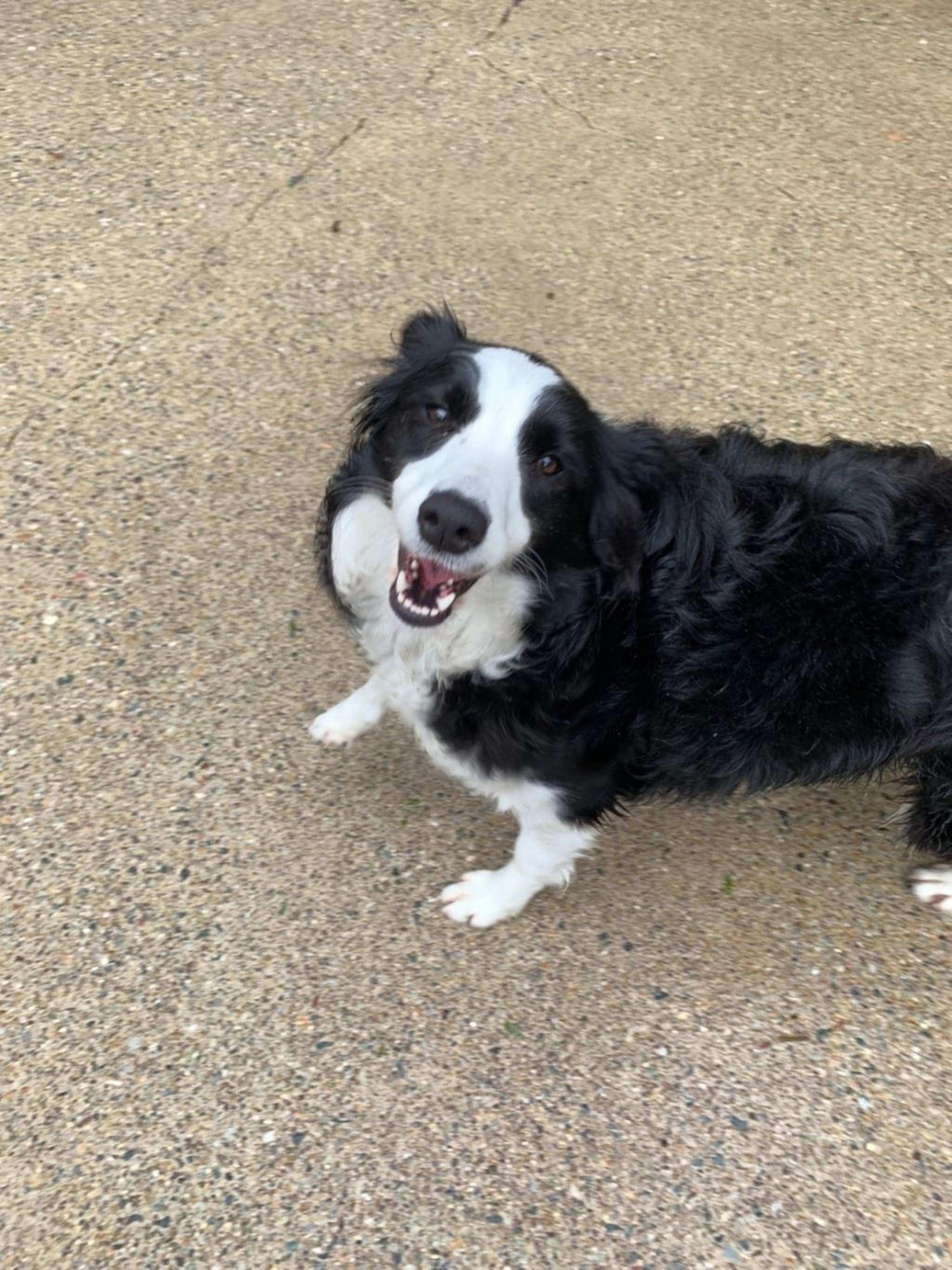 pet-image-3