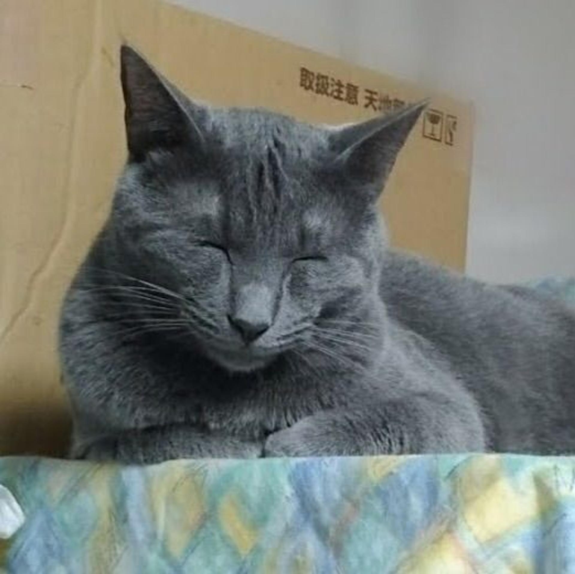 pet-image-4