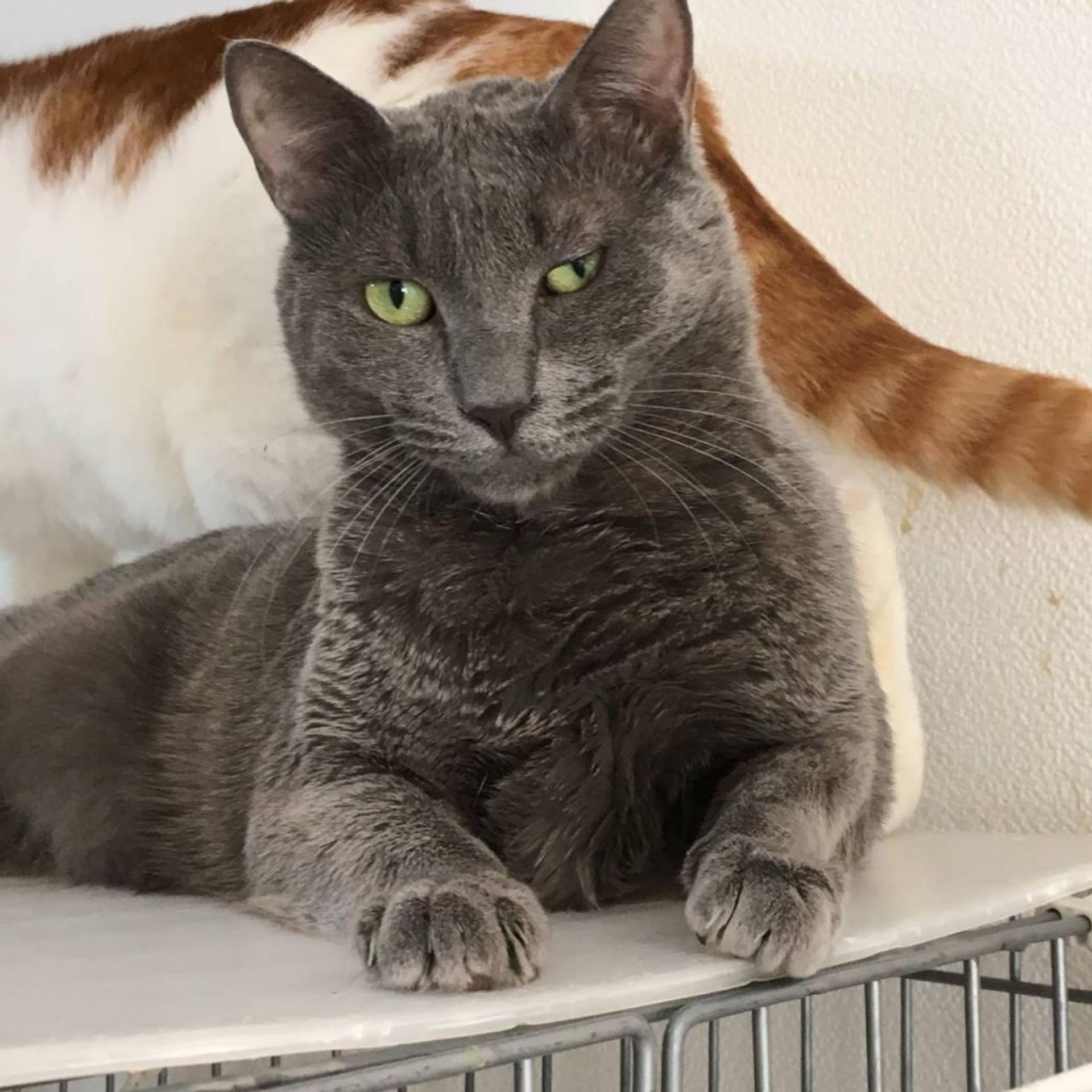 pet-image-2