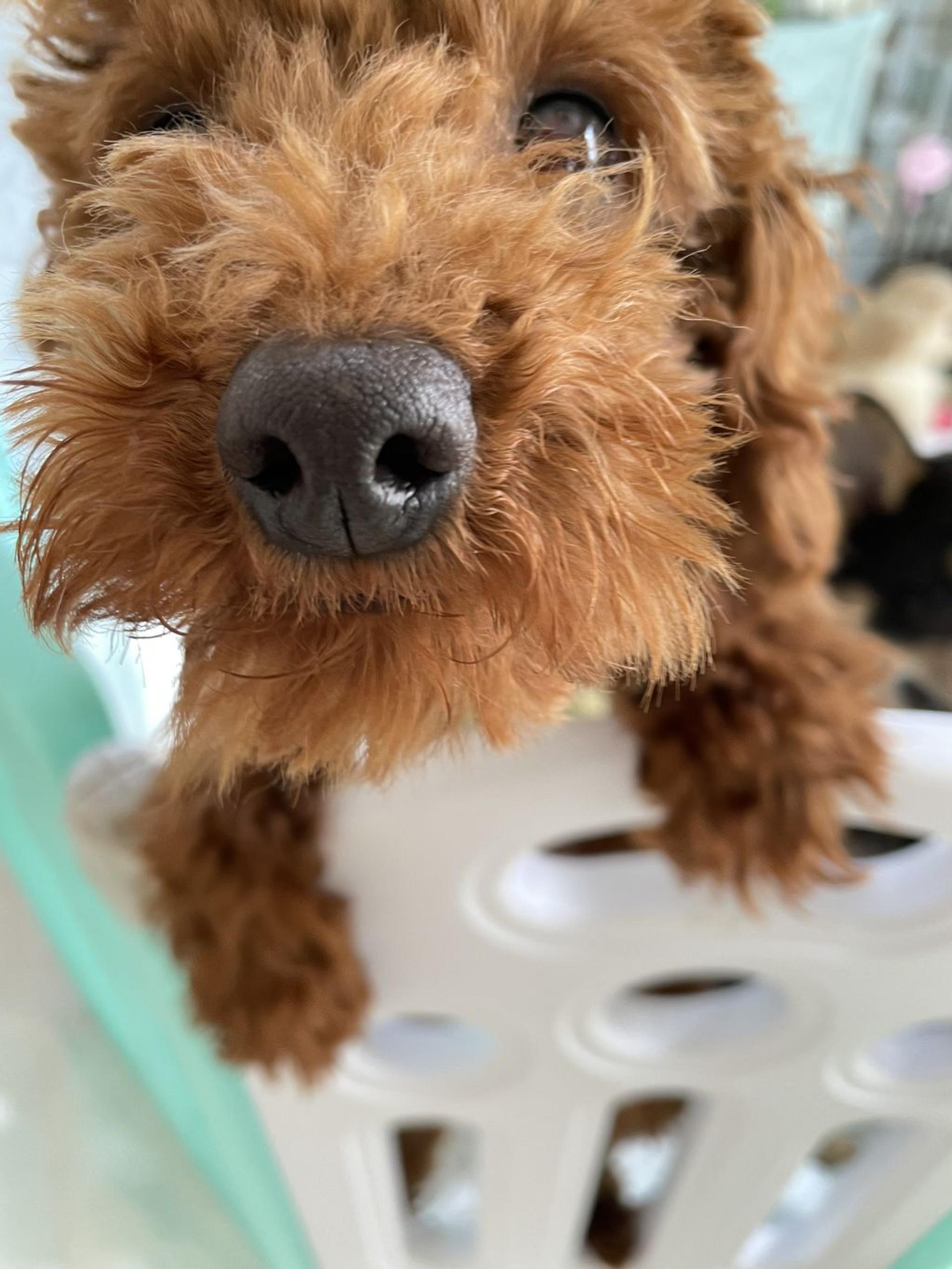 pet-image-3
