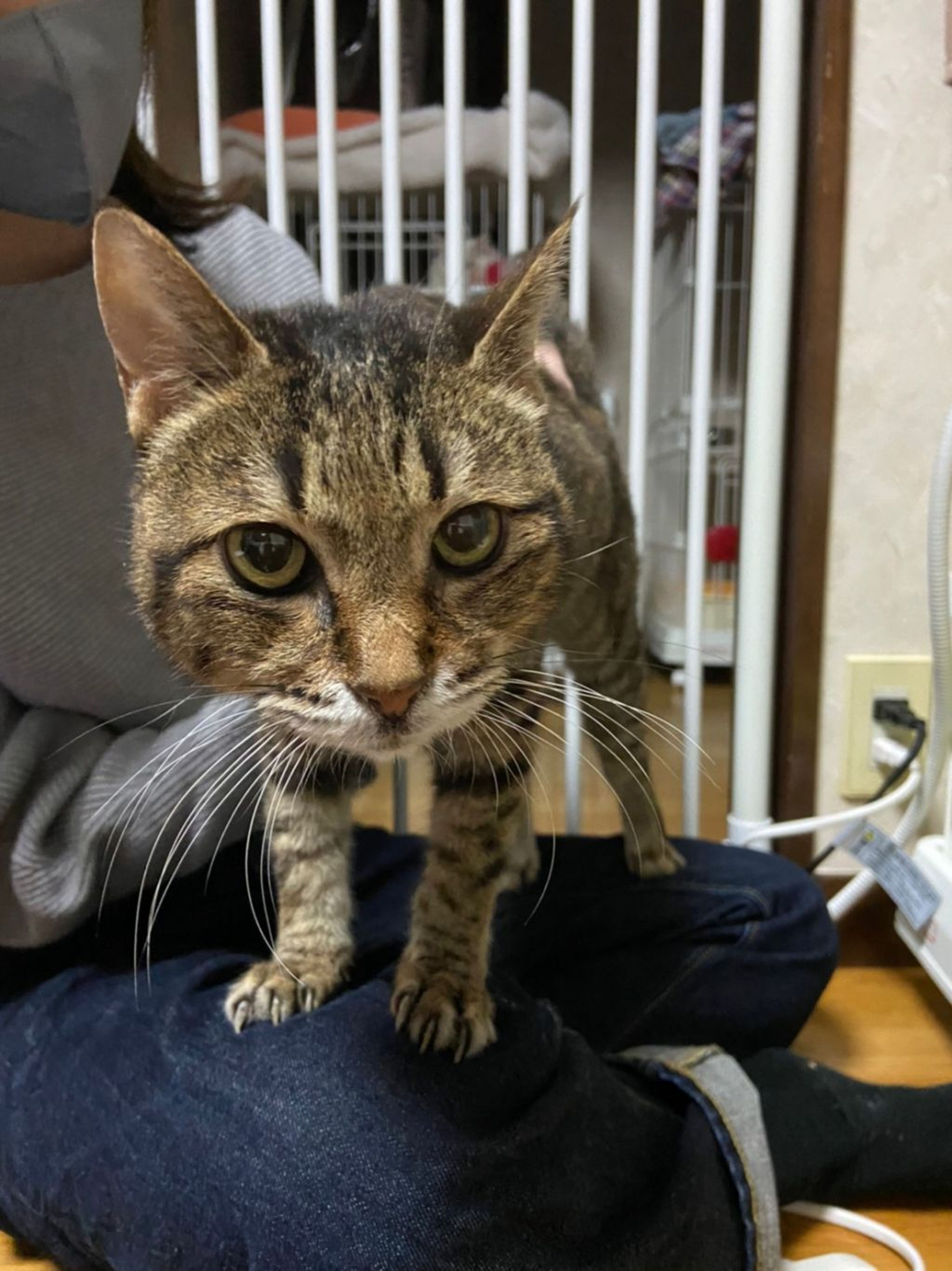 pet-image-2