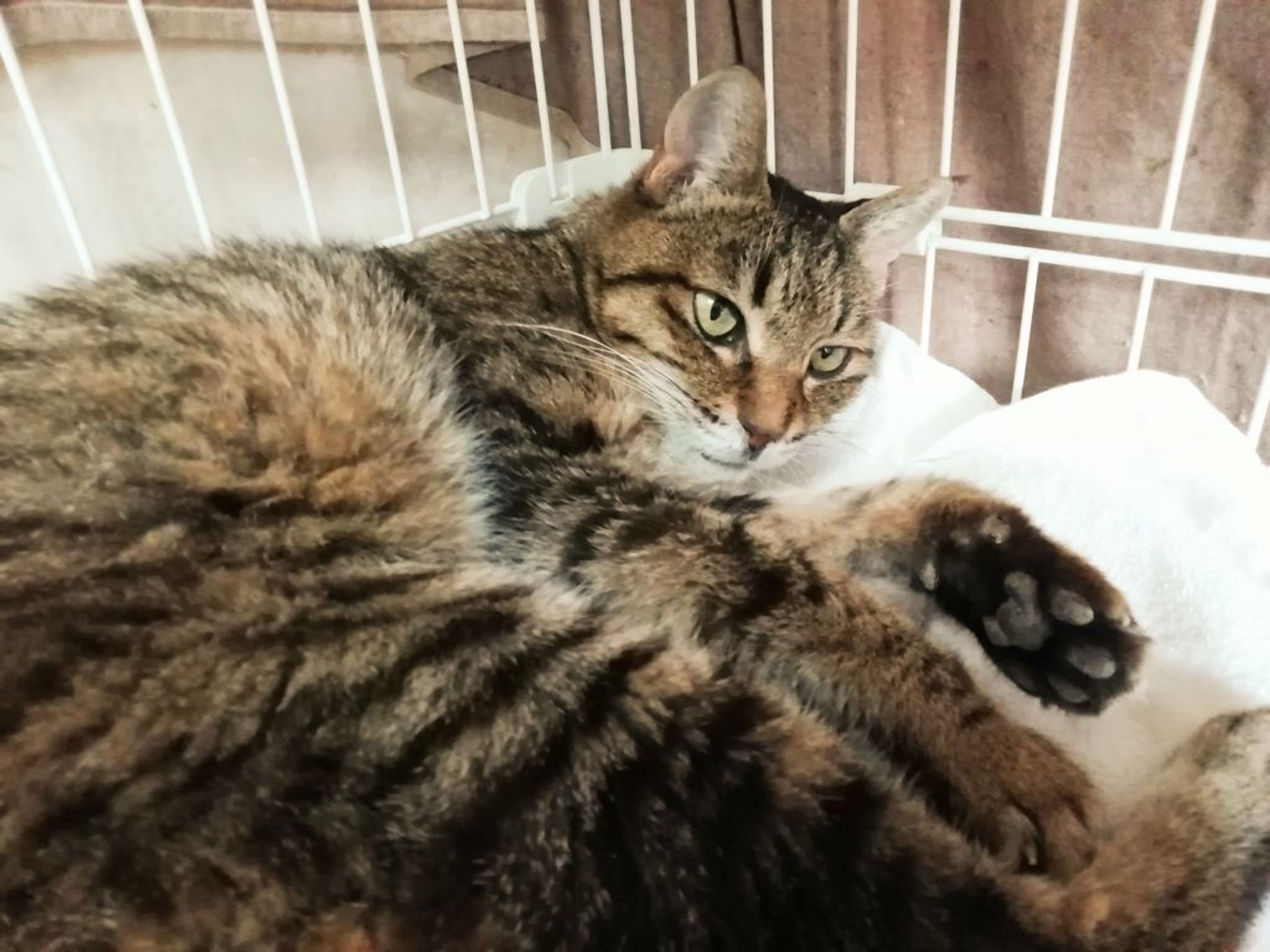 pet-image-4