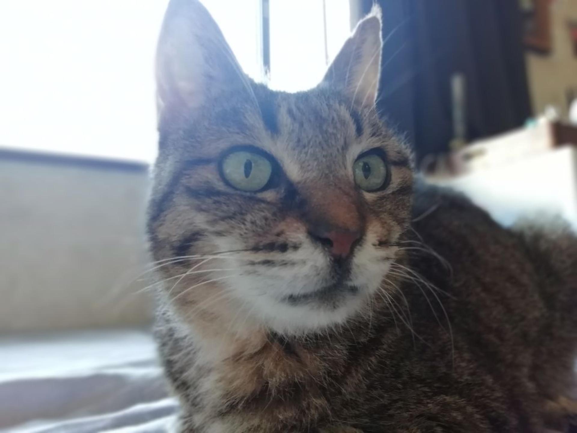 pet-image-3
