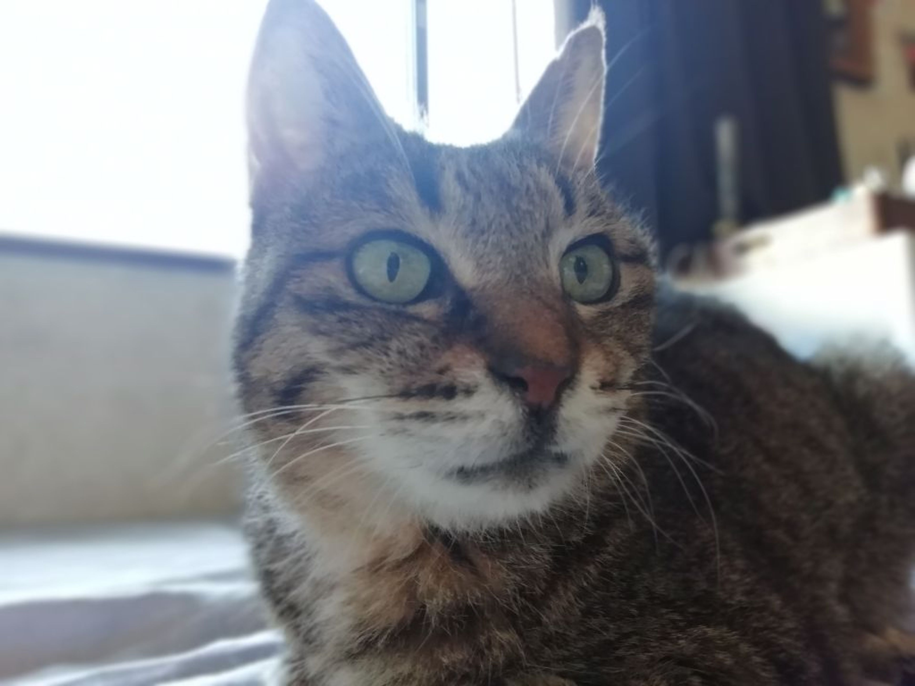 pet-image-3