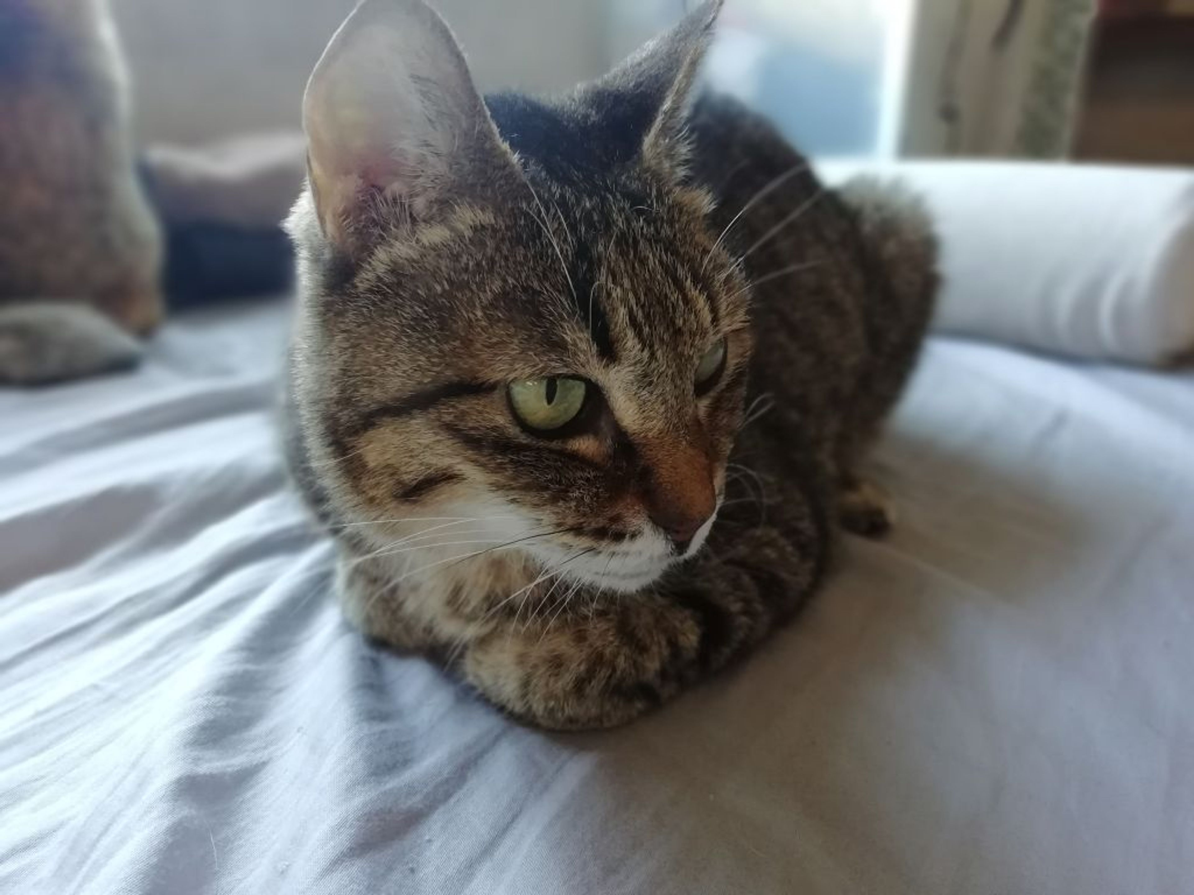 pet-image-5